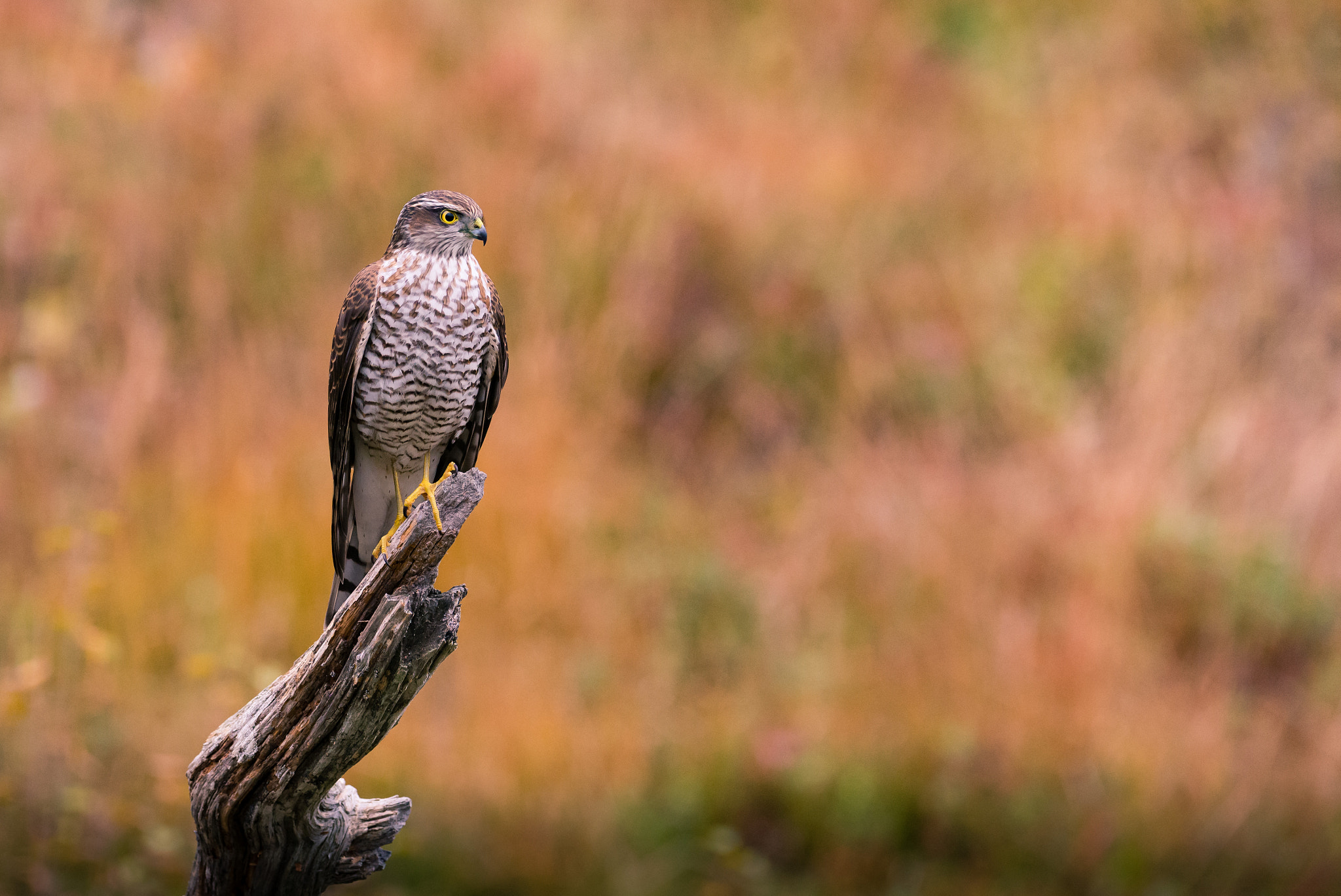 Nikon AF-S Nikkor 200-400mm F4G ED-IF VR sample photo. Sparrow hawk photography