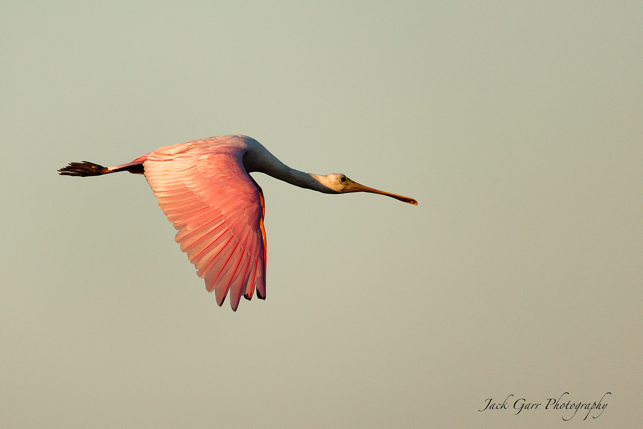 Canon EOS 5DS sample photo. Roseate spoonbillflying at sunset photography