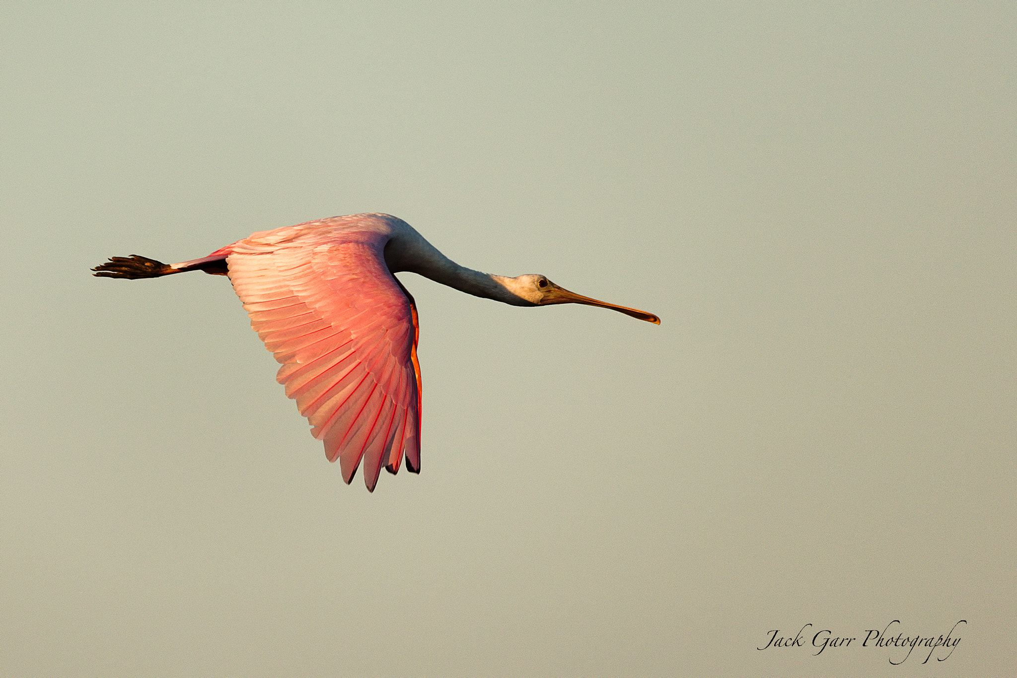 150-600mm F5-6.3 DG OS HSM | Sports 014 sample photo. Roseate spoonbillflying at sunset photography