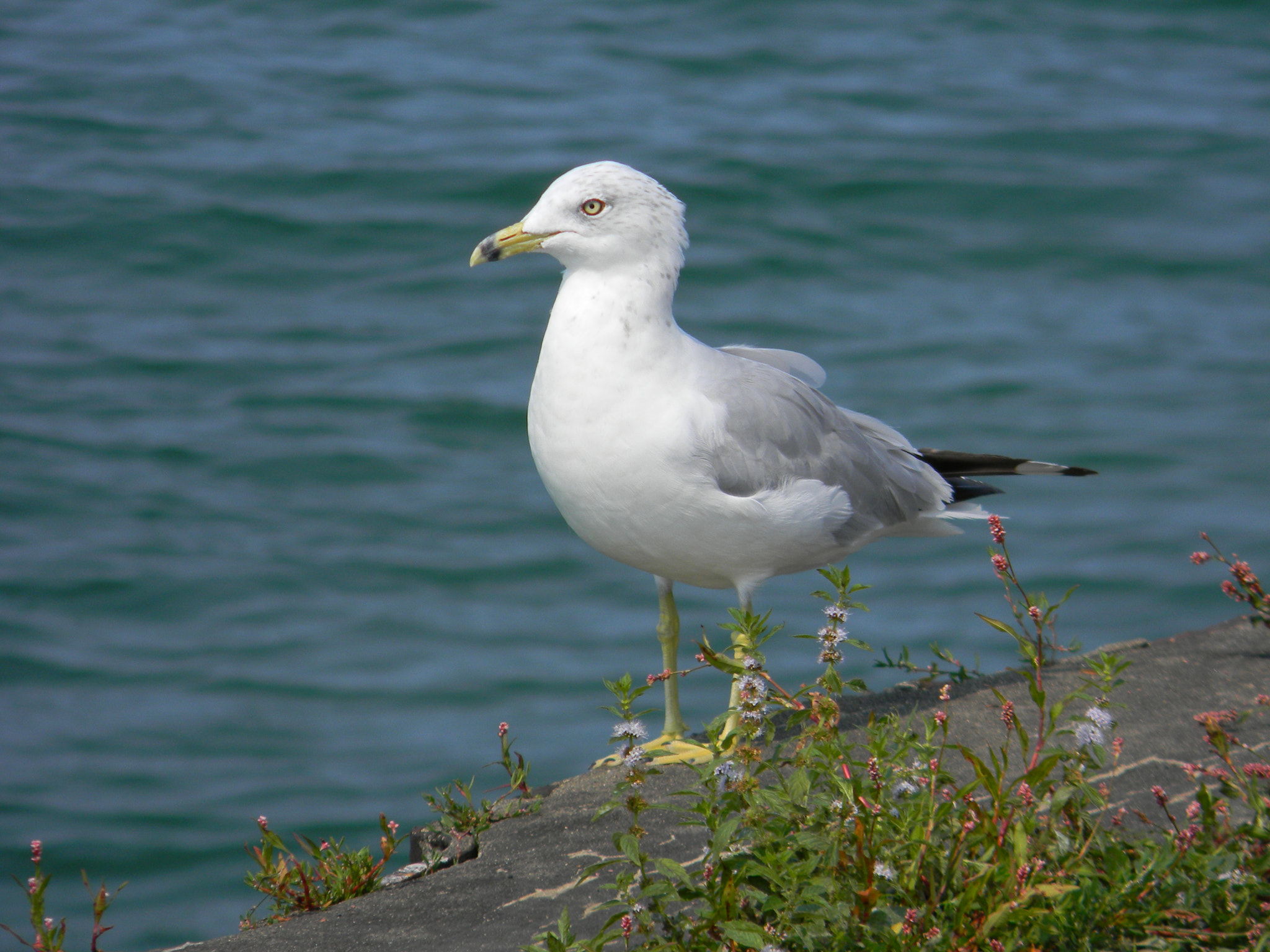 Nikon COOLPIX L105 sample photo. Seagull photography