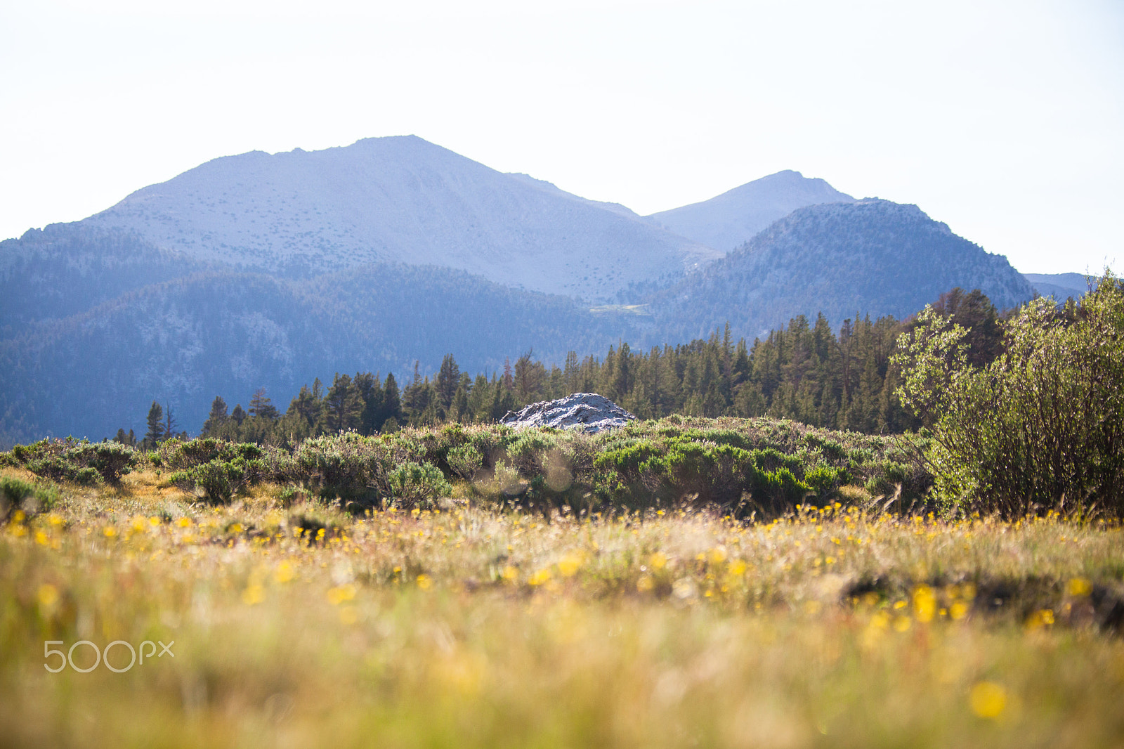 Canon EF 28-300mm F3.5-5.6L IS USM sample photo. Summer meadow photography
