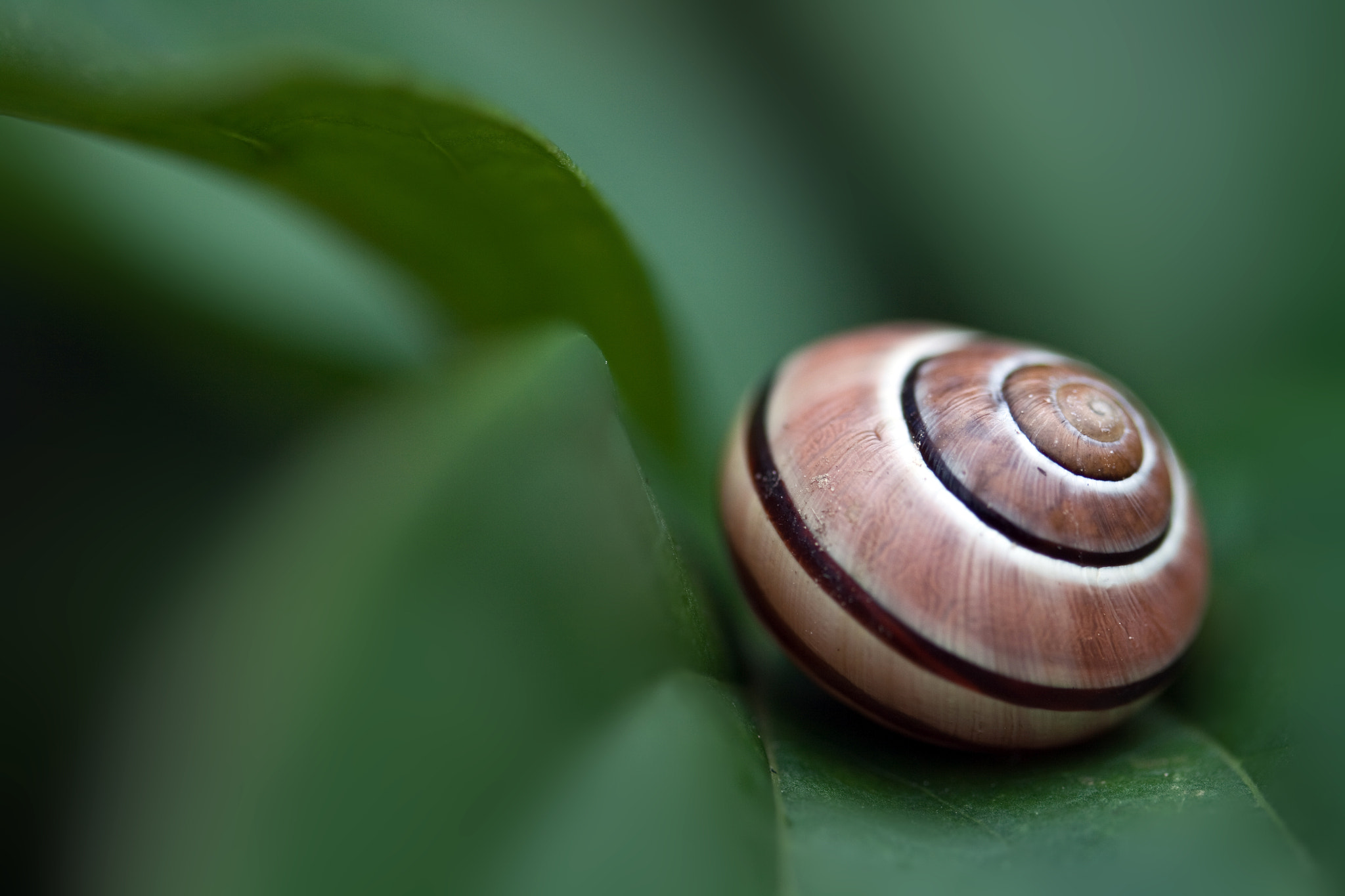 Canon EF-S 60mm F2.8 Macro USM sample photo. Schnecke photography