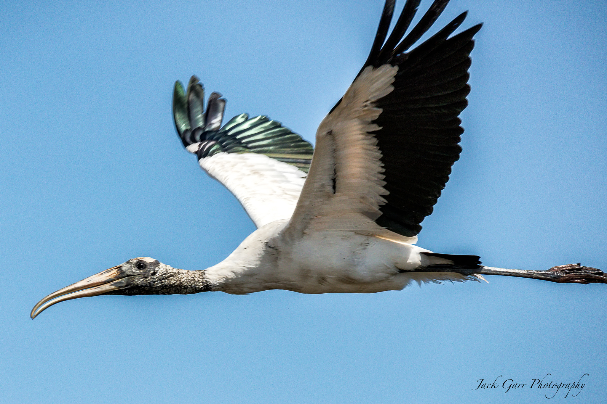 Canon EOS 5DS + 150-600mm F5-6.3 DG OS HSM | Sports 014 sample photo. Wood stork in flight photography