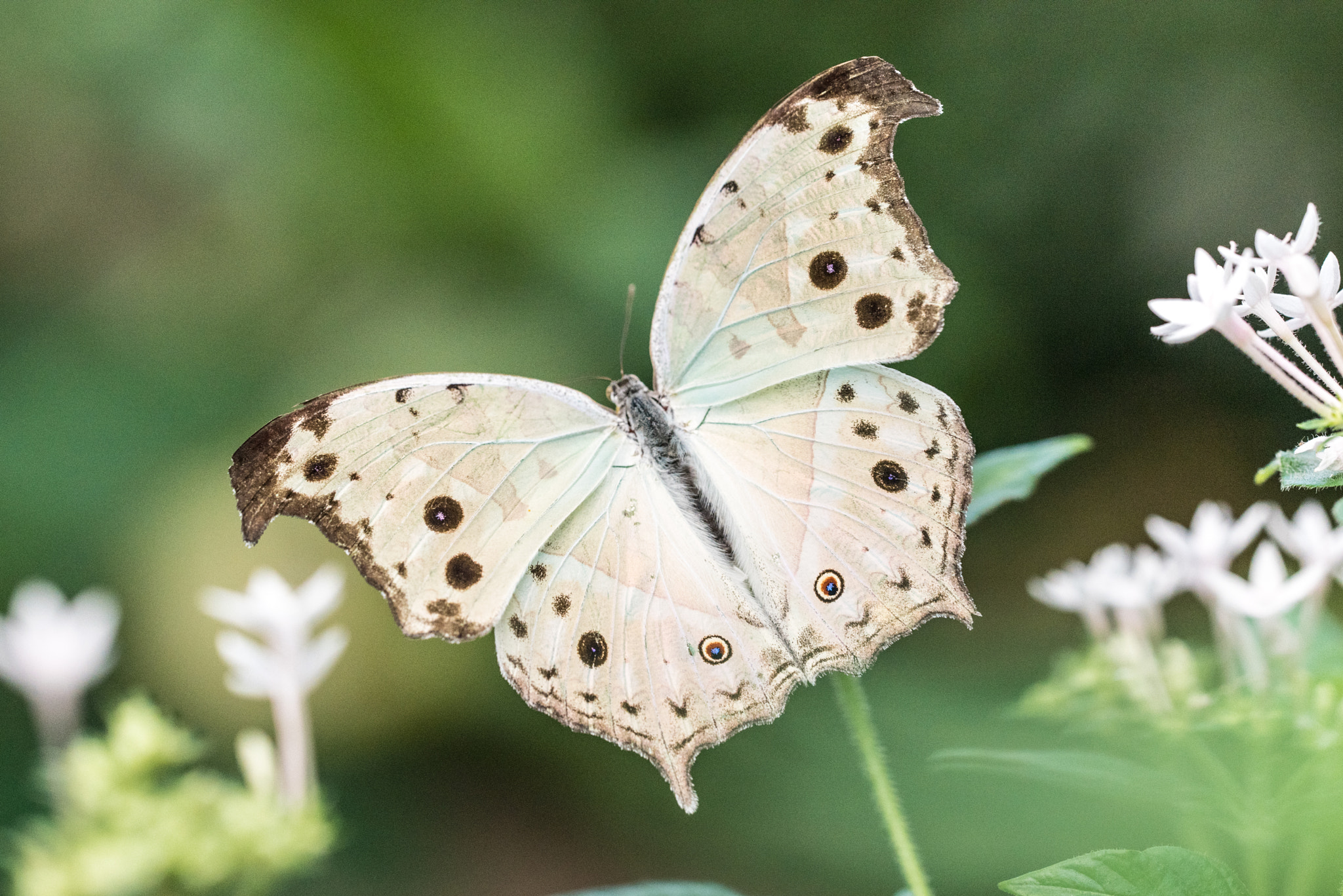 Sigma 150mm F2.8 EX DG OS Macro HSM sample photo. Forest mother of pearl photography