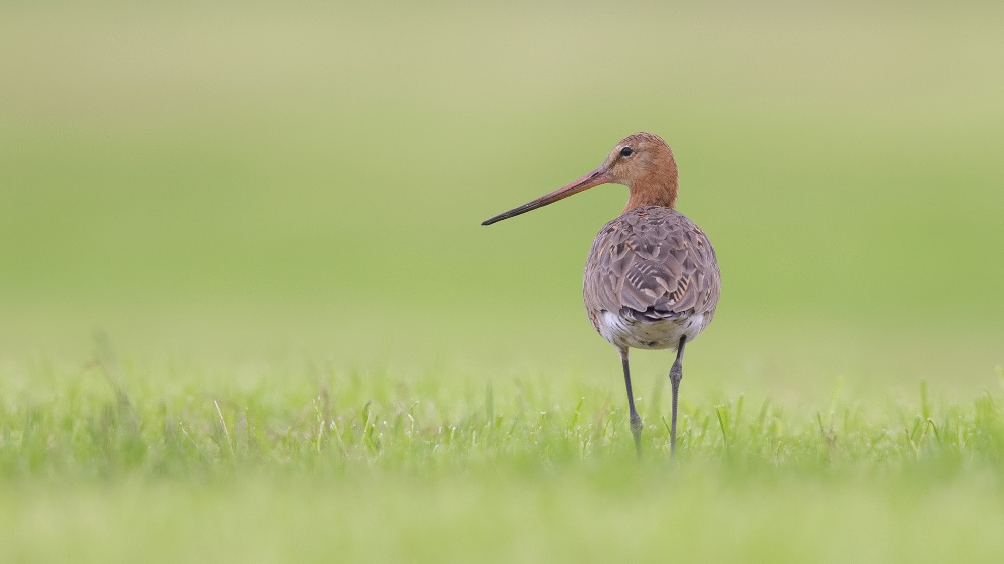 Canon EF 600mm F4L IS II USM sample photo. 
black-tailed godwit photography