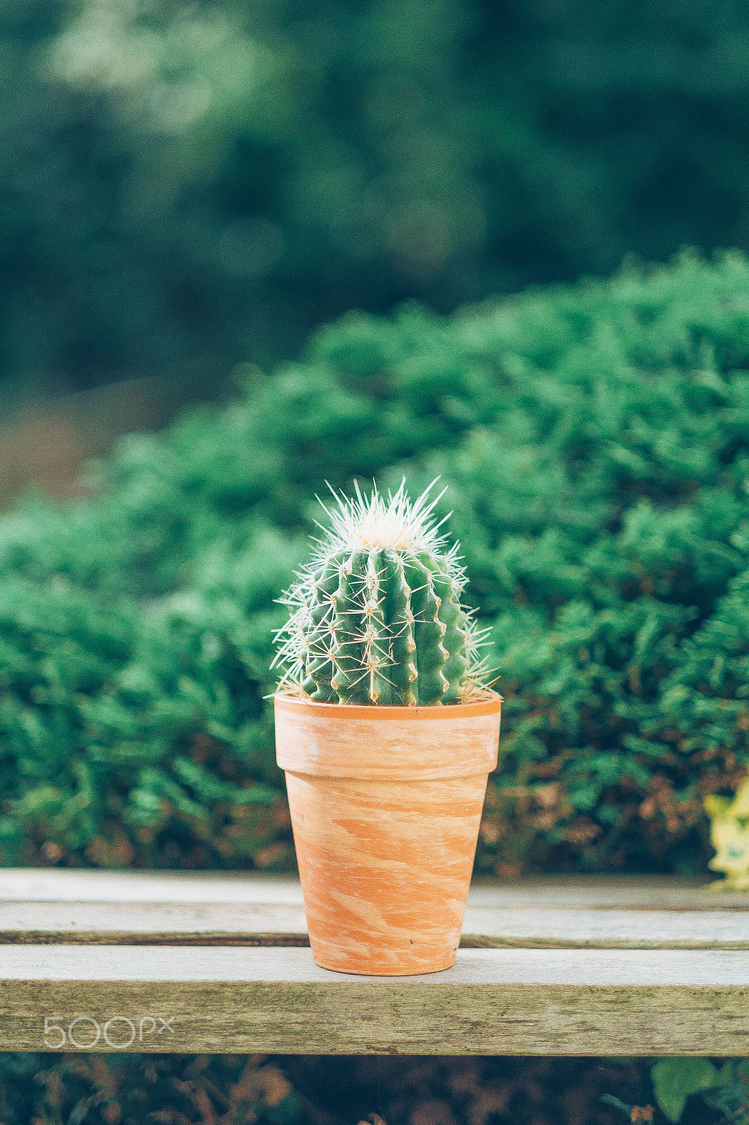 Fujifilm X-E1 + Fujifilm XF 56mm F1.2 R sample photo. Little cactus photography