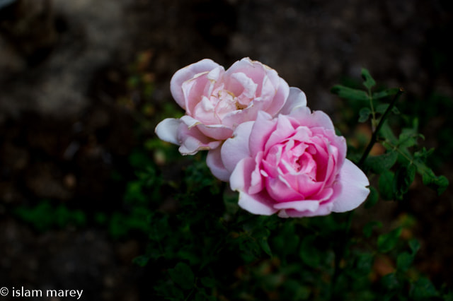 Nikon D3200 + Sigma 30mm F1.4 EX DC HSM sample photo. Dsc photography