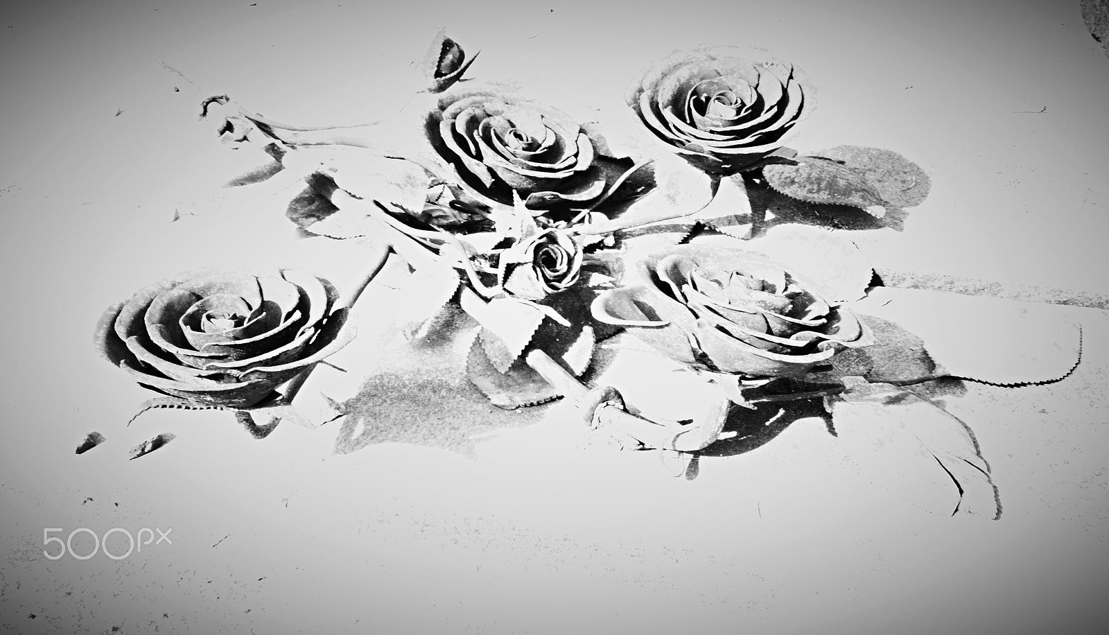 Sony SLT-A68 sample photo. Iron roses photography