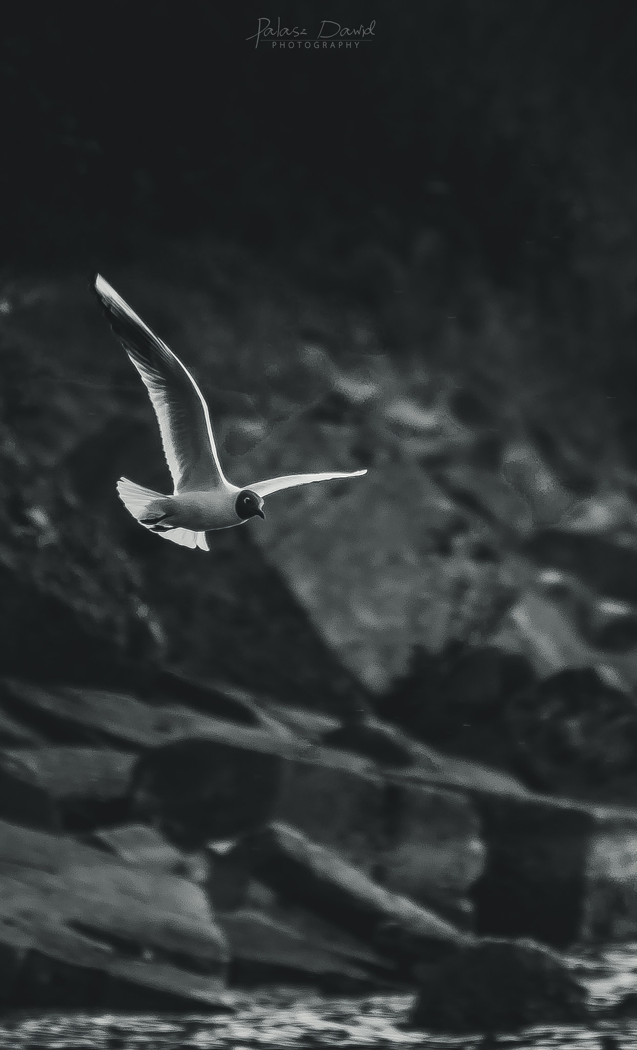 Sony SLT-A57 + Minolta AF 70-210mm F4 Macro sample photo. White seagull photography