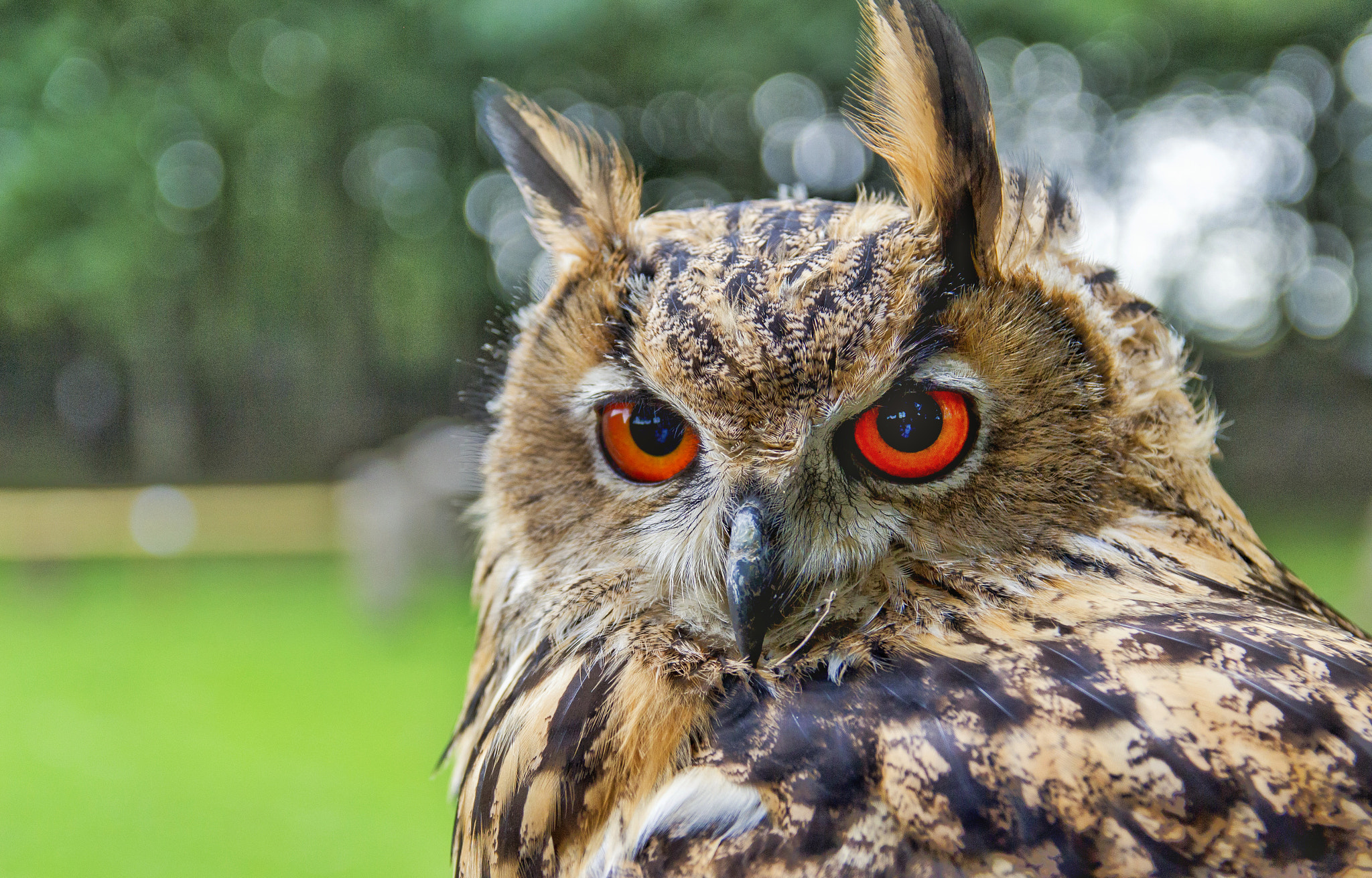 Canon EF-S 17-55mm F2.8 IS USM sample photo. European eagle owl  photography