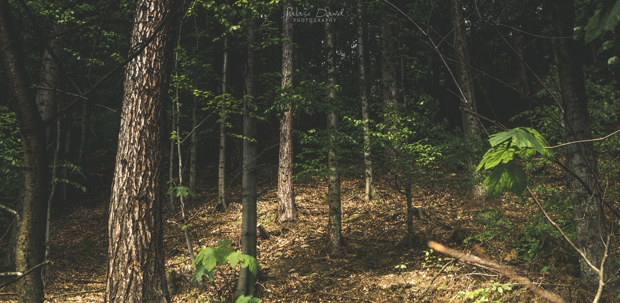 Sony SLT-A57 + Sigma 17-70mm F2.8-4.5 (D) sample photo. Creepy forest photography