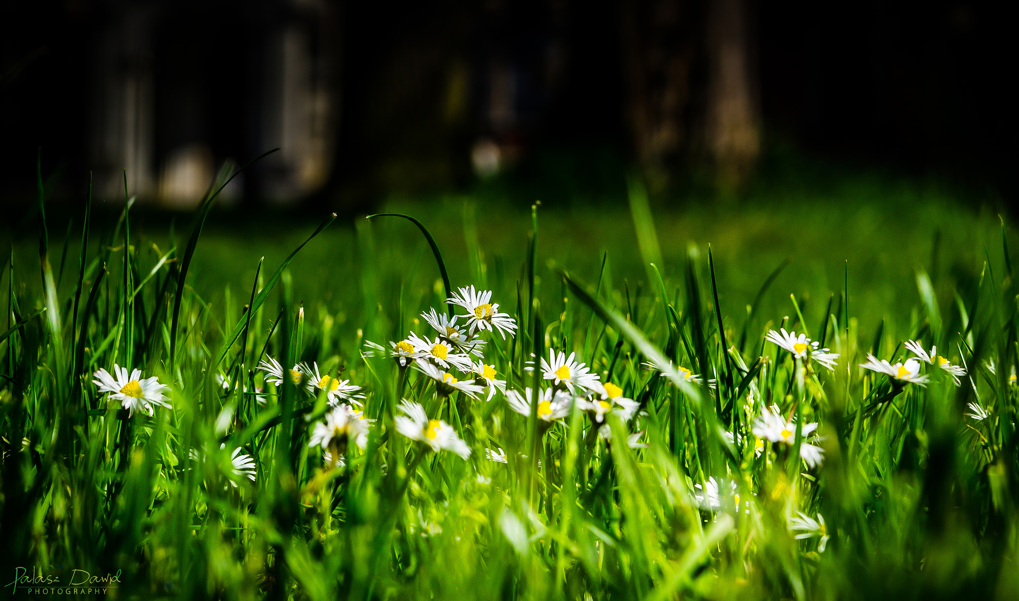 Sony SLT-A57 + Tamron AF 28-75mm F2.8 XR Di LD Aspherical (IF) sample photo. Grassland in macro photography