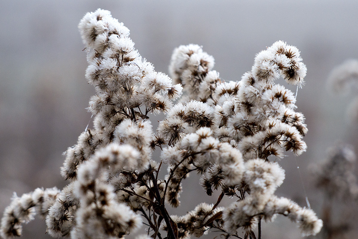 Panasonic Lumix DMC-G7 sample photo. Winter photography
