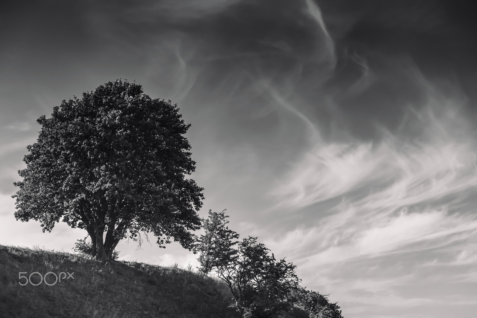 Sony a7R II + Tamron SP 70-200mm F2.8 Di VC USD sample photo. Tree on a hill photography