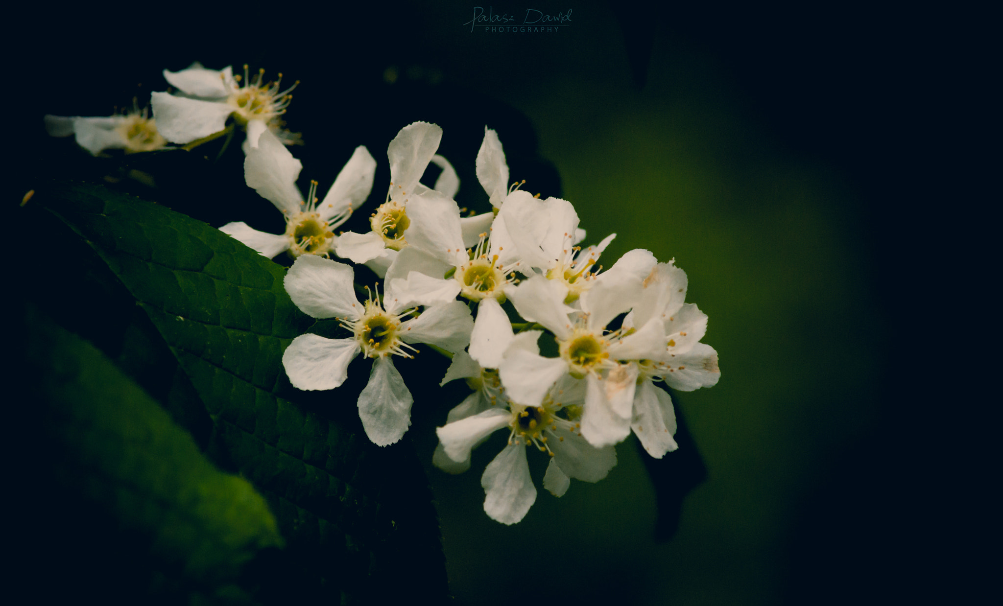 Sony SLT-A57 + Minolta AF 70-210mm F4 Macro sample photo. Dsc photography