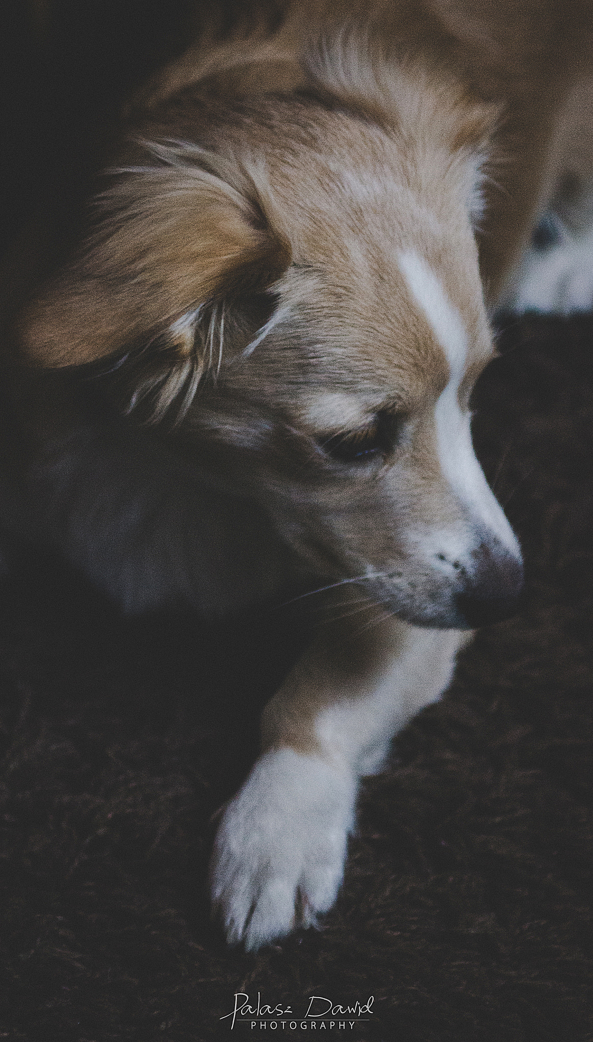 Sony SLT-A57 + Minolta AF 70-210mm F4 Macro sample photo. Little friend photography