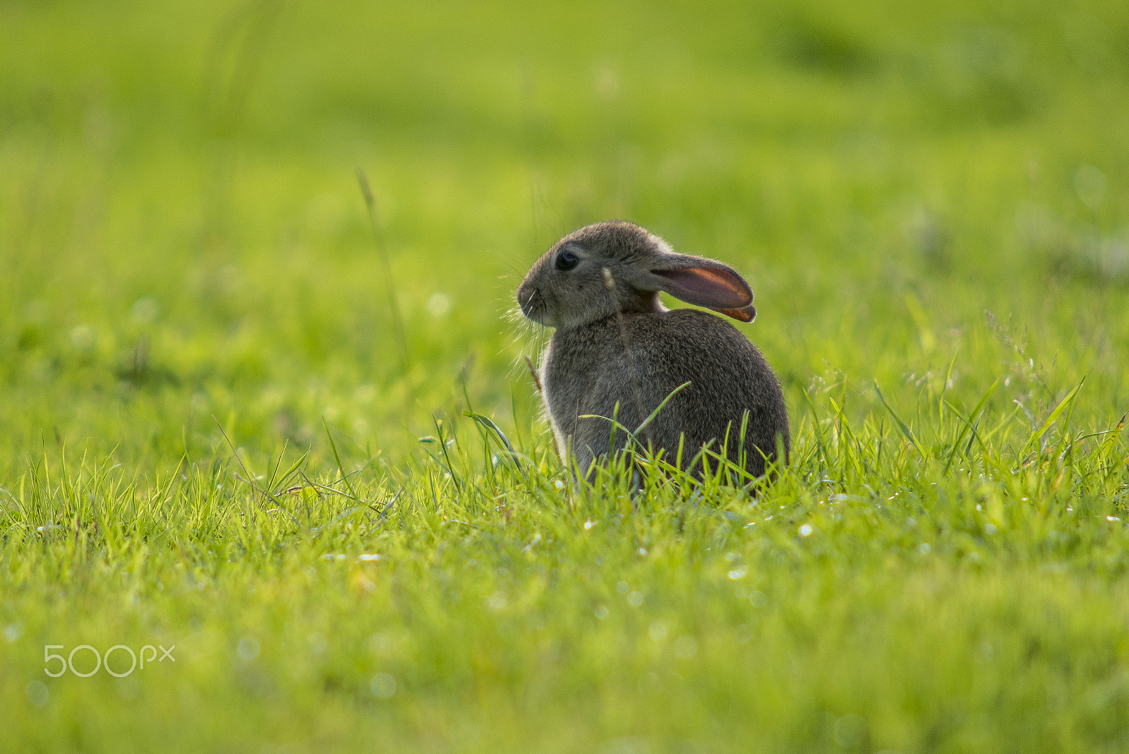 Sigma APO 100-300mm F4 EX IF HSM + 1.4x sample photo. Bunny photography