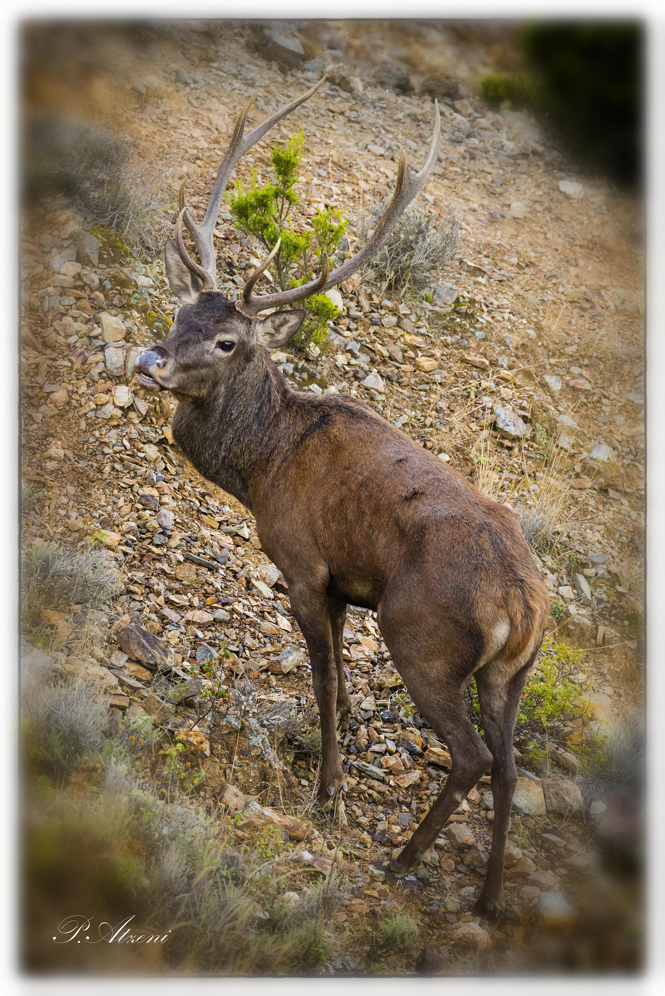 Sigma 150-600mm F5-6.3 DG OS HSM | C sample photo. Sardinian deer photography