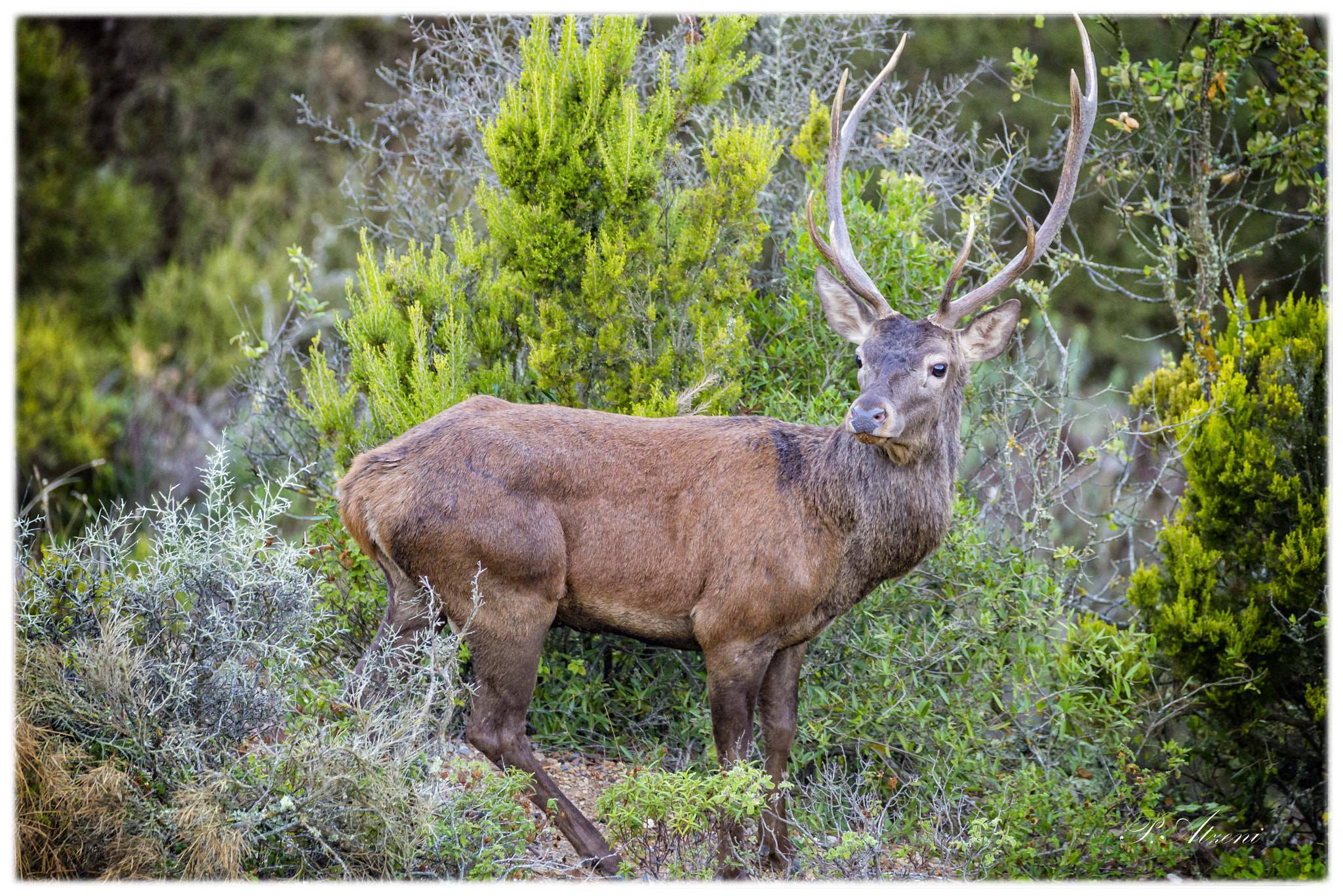 Sigma 150-600mm F5-6.3 DG OS HSM | C sample photo. Sardinian deer photography