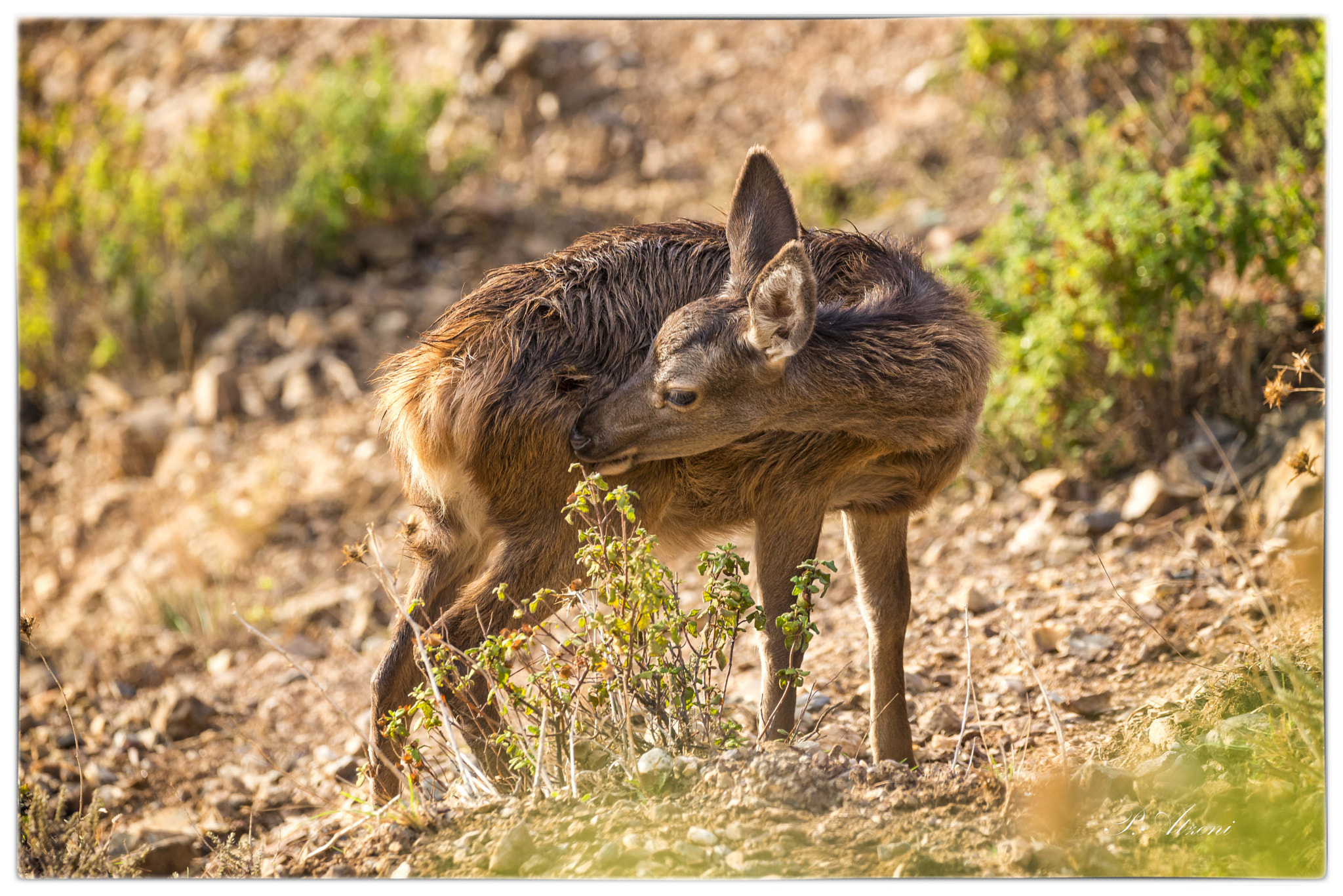 Sigma 150-600mm F5-6.3 DG OS HSM | C sample photo. Sardinian deer photography