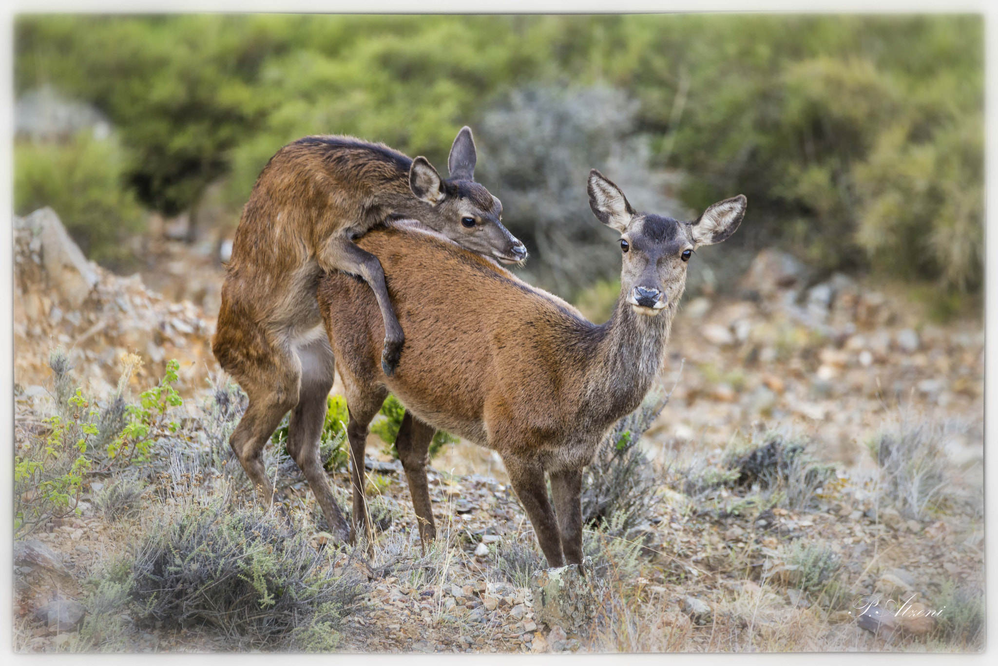 Sigma 150-600mm F5-6.3 DG OS HSM | C sample photo. Sardinian deer photography
