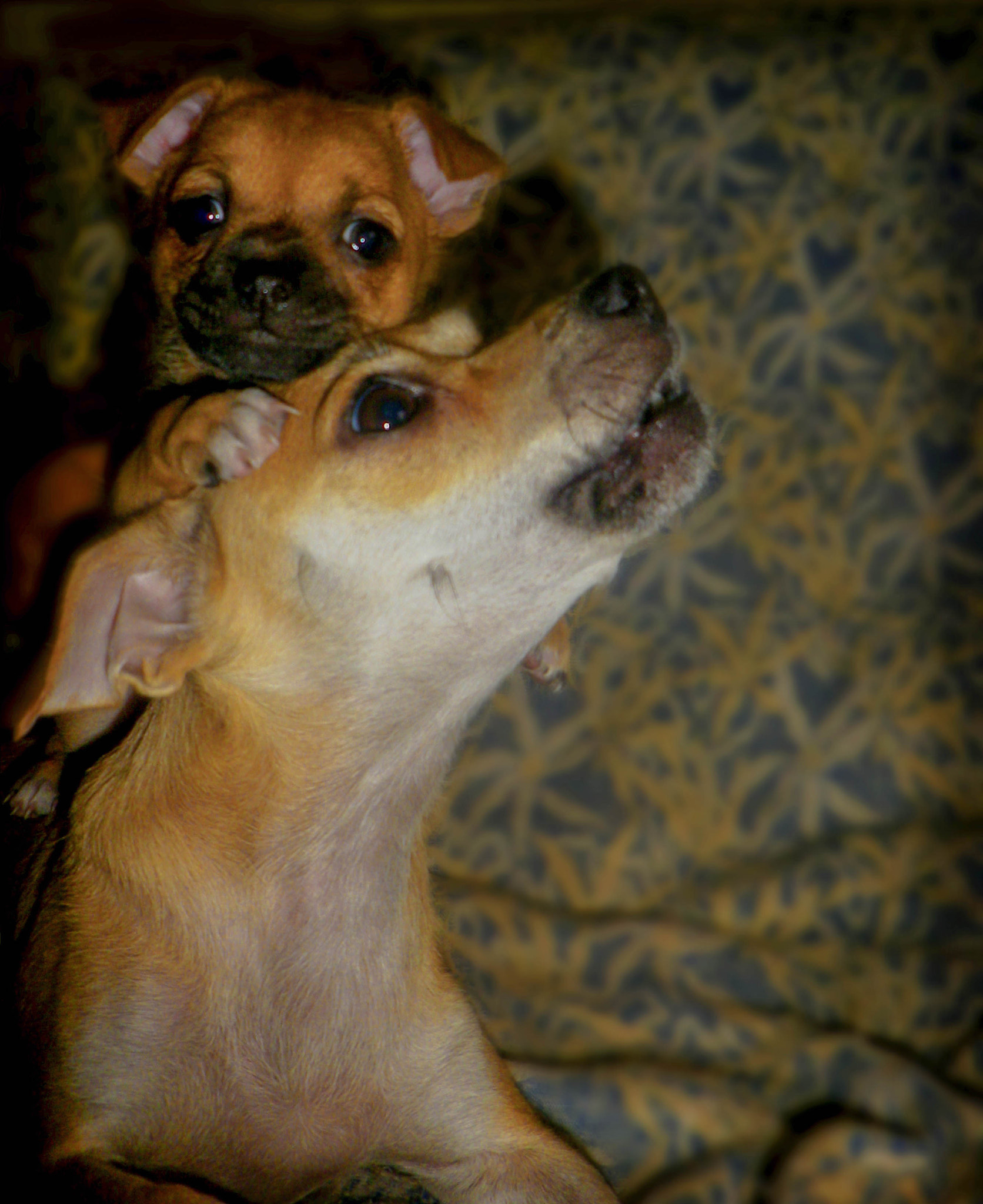 Pentax Optio RZ10 sample photo. Kira photography