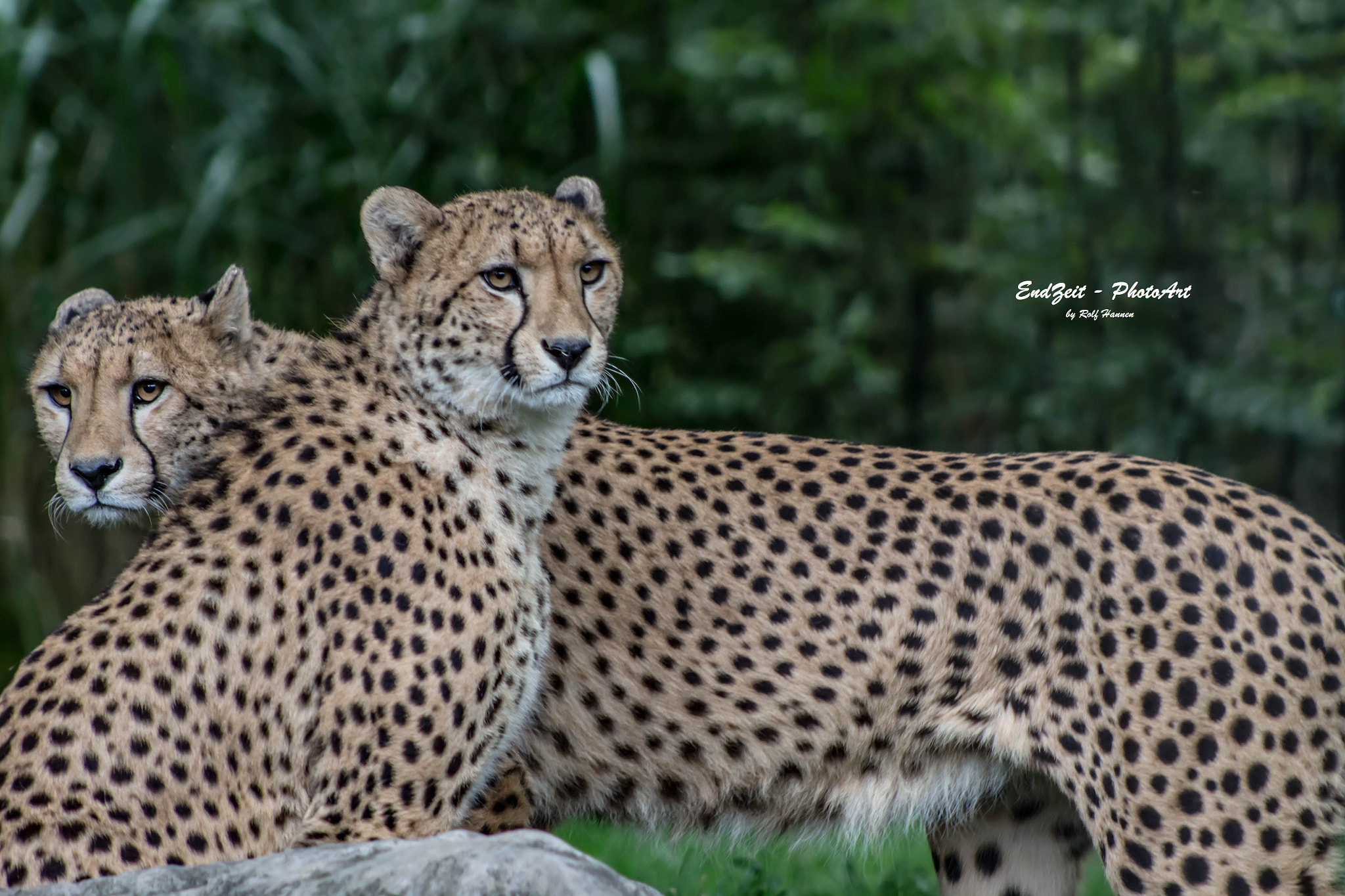 Canon EF 75-300mm f/4-5.6 USM sample photo. ... two graces ... photography