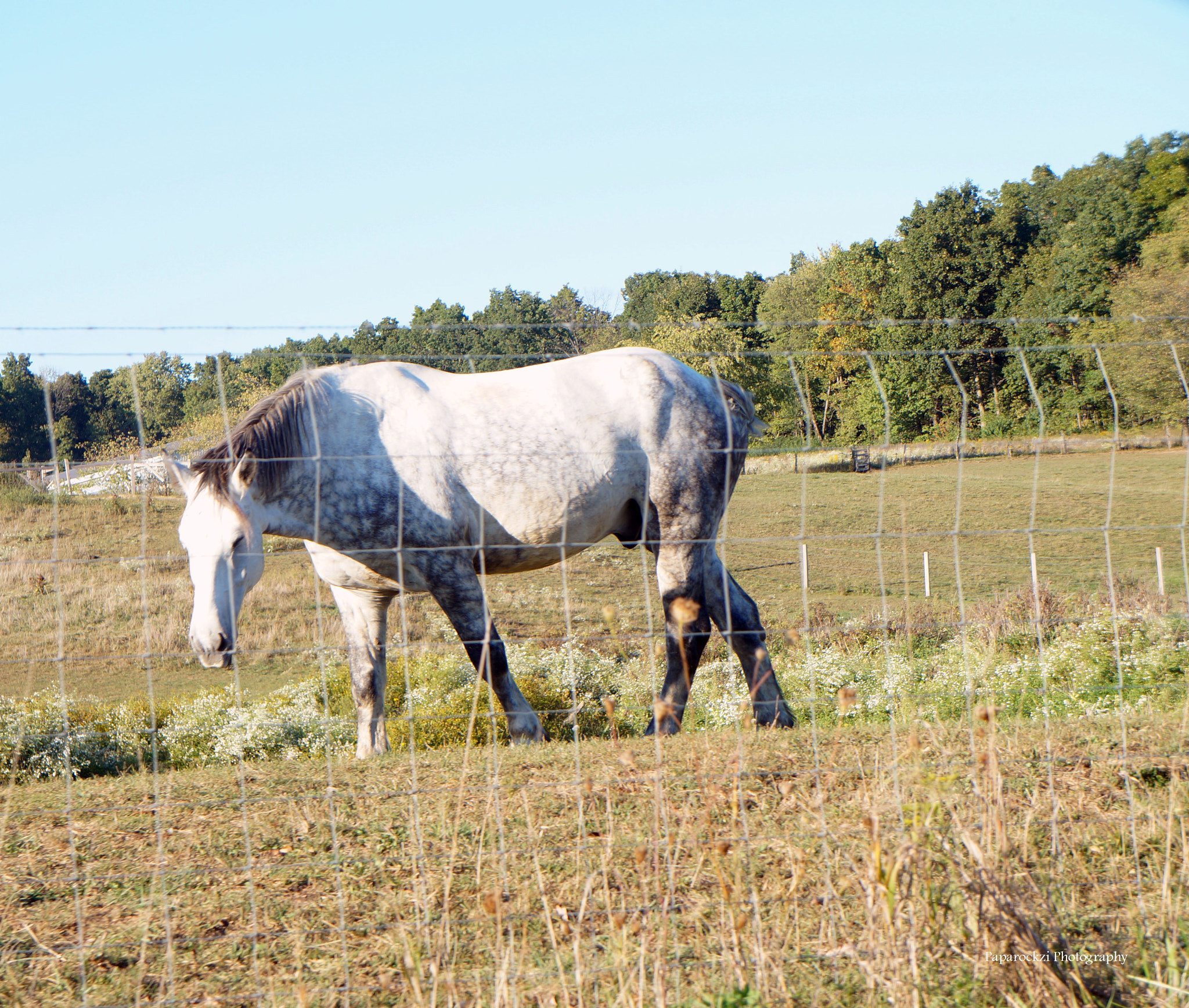 Sony Alpha a3000 sample photo. The white horse of east union township.  photography