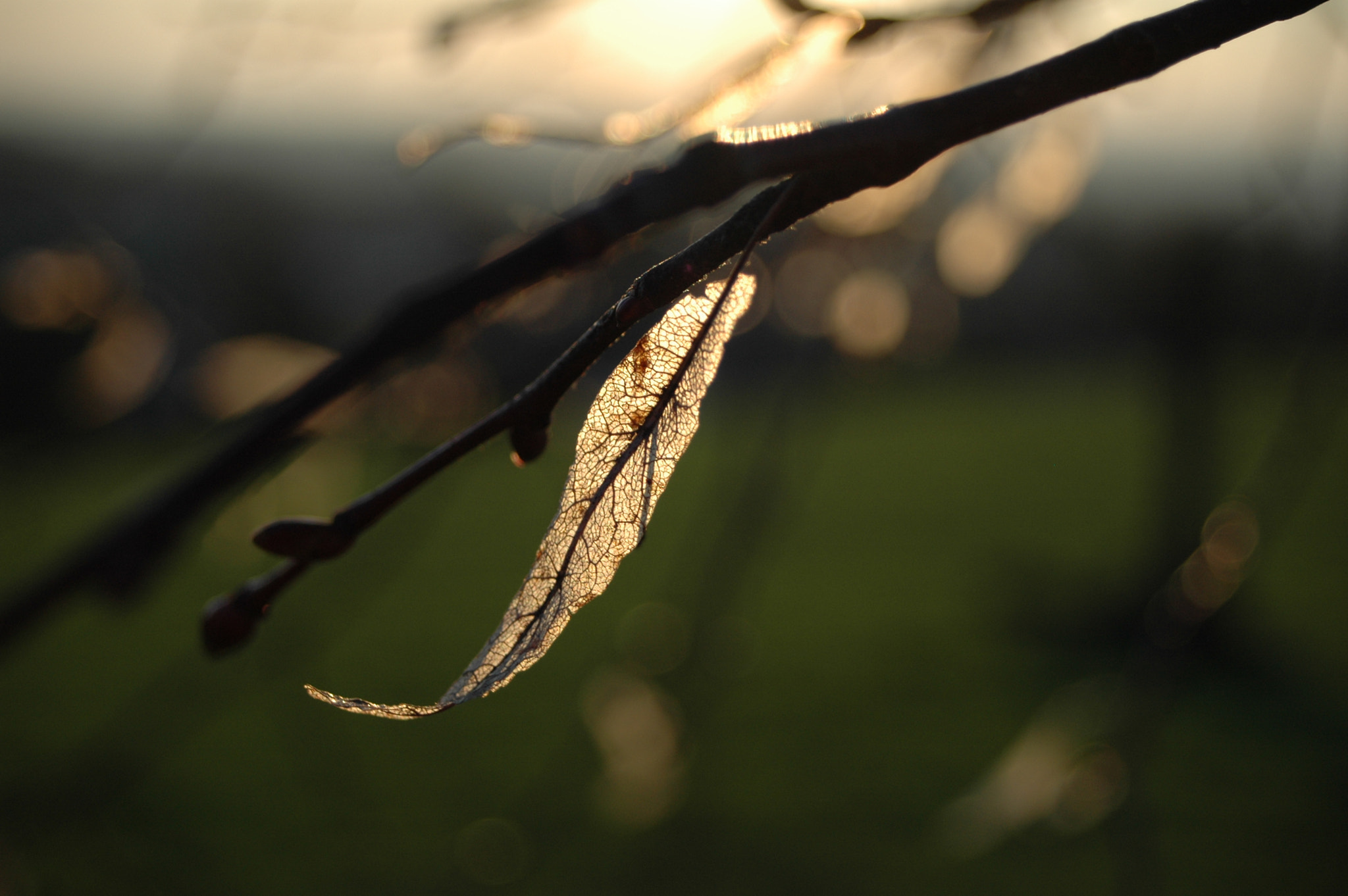 Nikon D70 sample photo. Fall photography