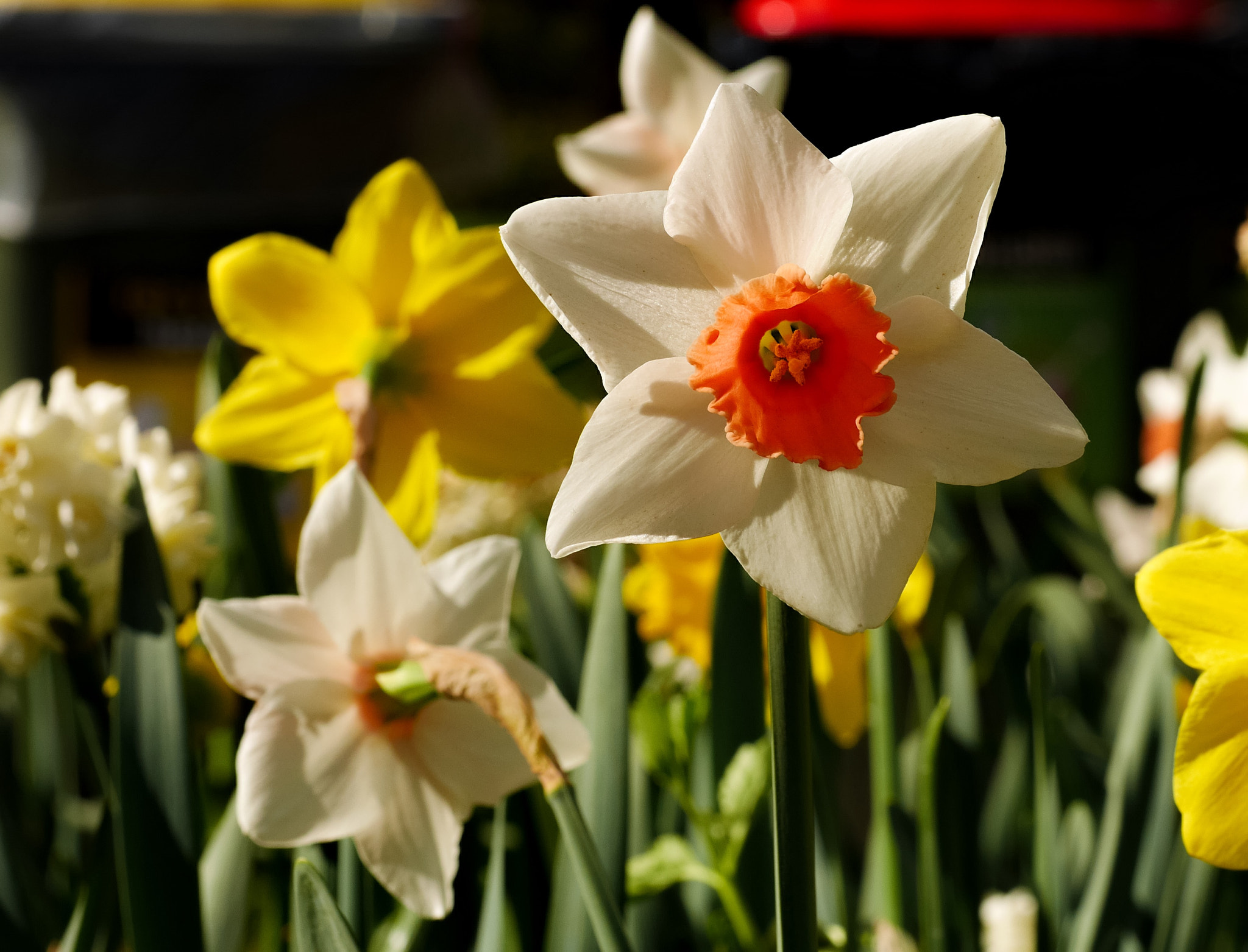 Panasonic DMC-GM1S sample photo. Daffodil - floriade 2016 - location: commonwealth park, act, australia photography