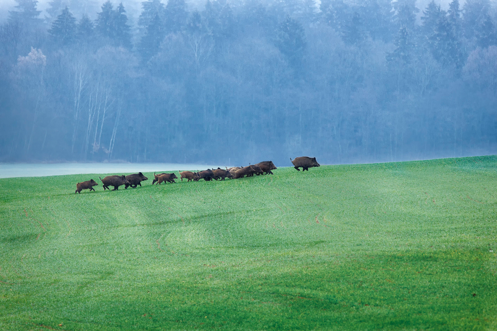 Canon EOS 6D + Canon EF 400mm F5.6L USM sample photo. Wild boar photography