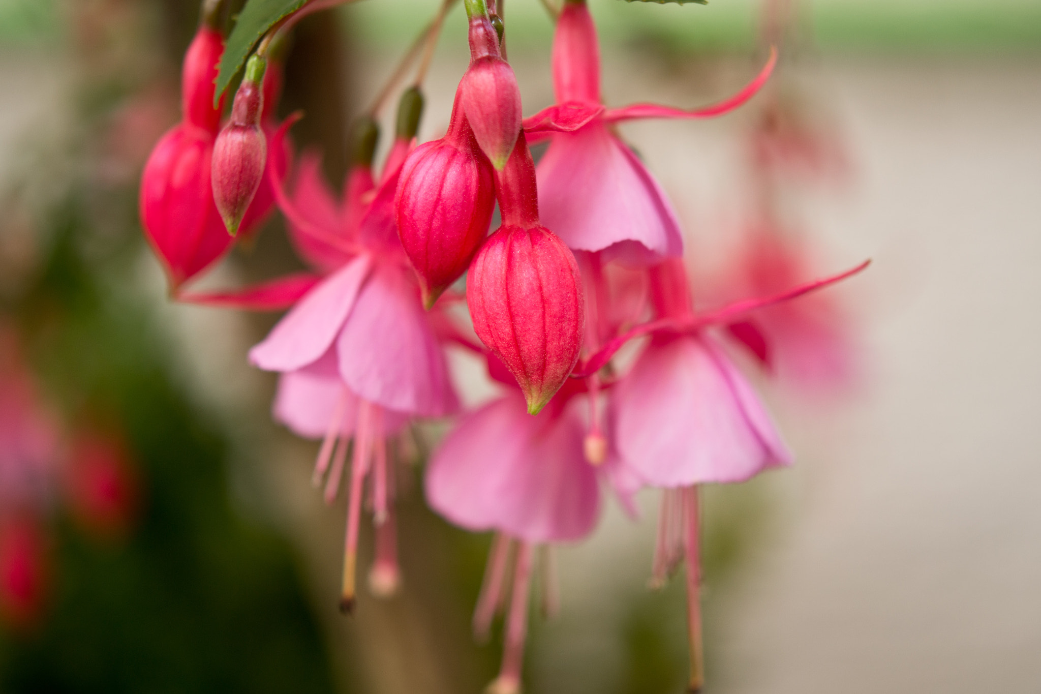 Nikon AF-S Micro-Nikkor 60mm F2.8G ED sample photo. Zart photography