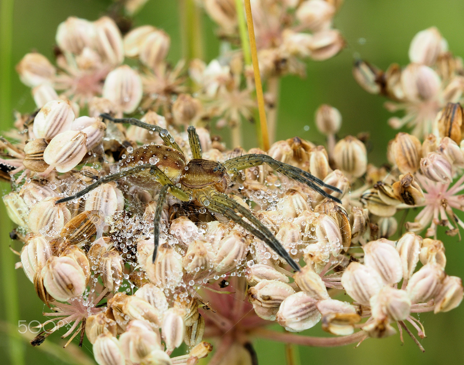 Olympus OM-D E-M5 II sample photo. Hunting spider photography