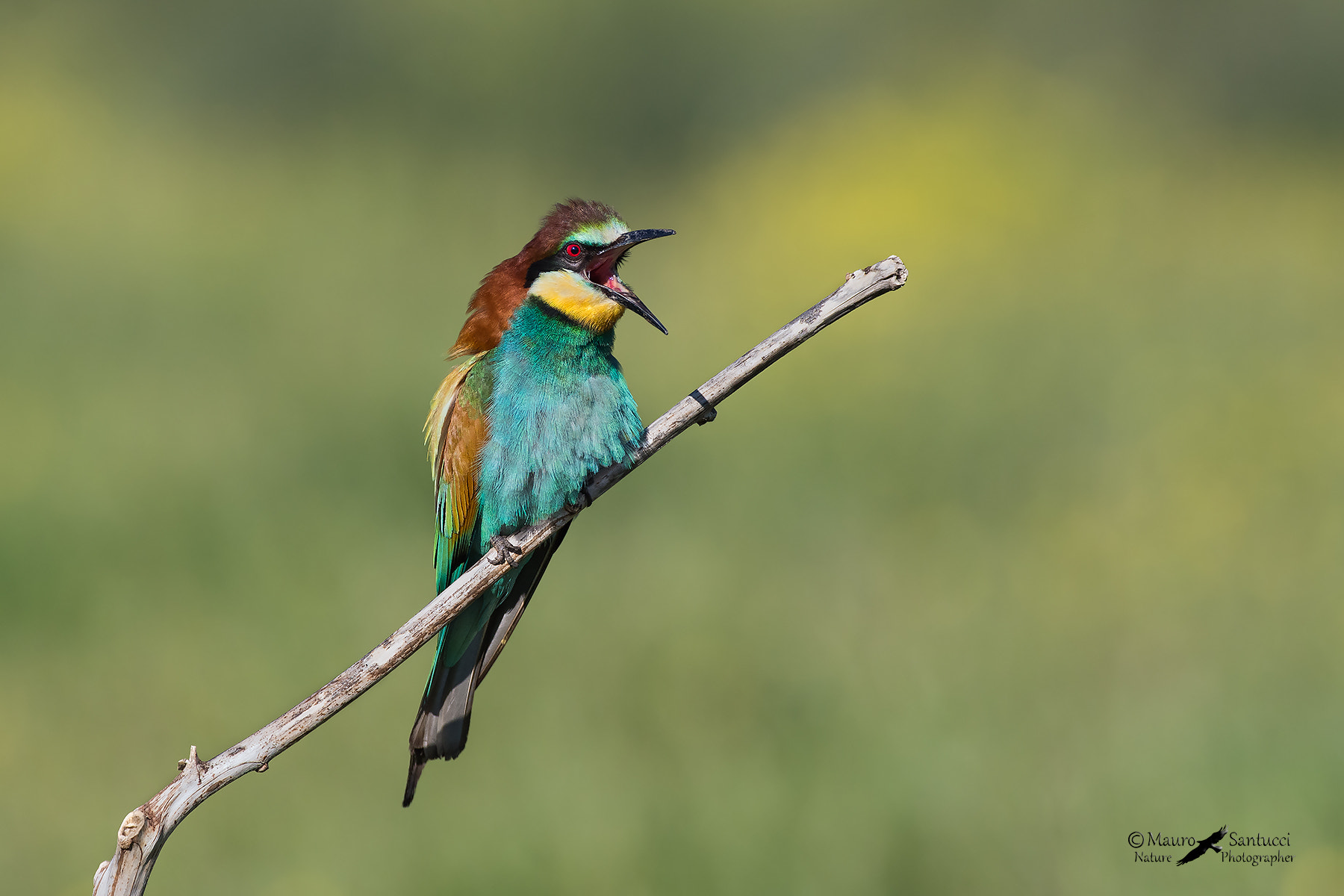 Nikon AF-S Nikkor 300mm F2.8G ED VR II sample photo. Gruccione- il richiamo della femmina photography