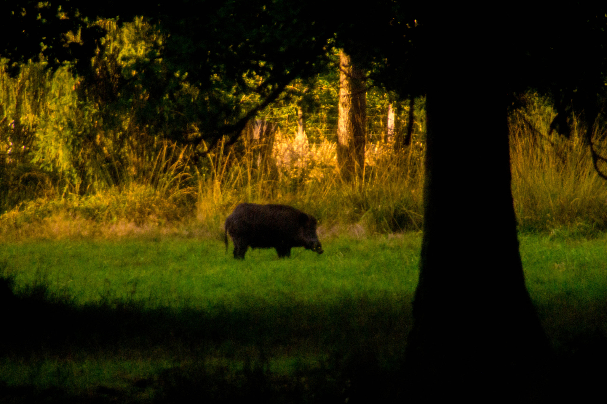 Sony a6000 + Tamron SP 24-70mm F2.8 Di VC USD sample photo. "suhlwiese" im forstenrieder park photography