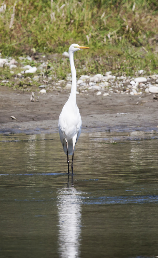 Canon EF 100-400mm F4.5-5.6L IS USM sample photo. Eleganza photography