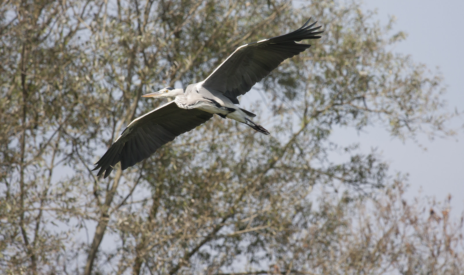 Canon EF 100-400mm F4.5-5.6L IS USM sample photo. Airone in volo photography