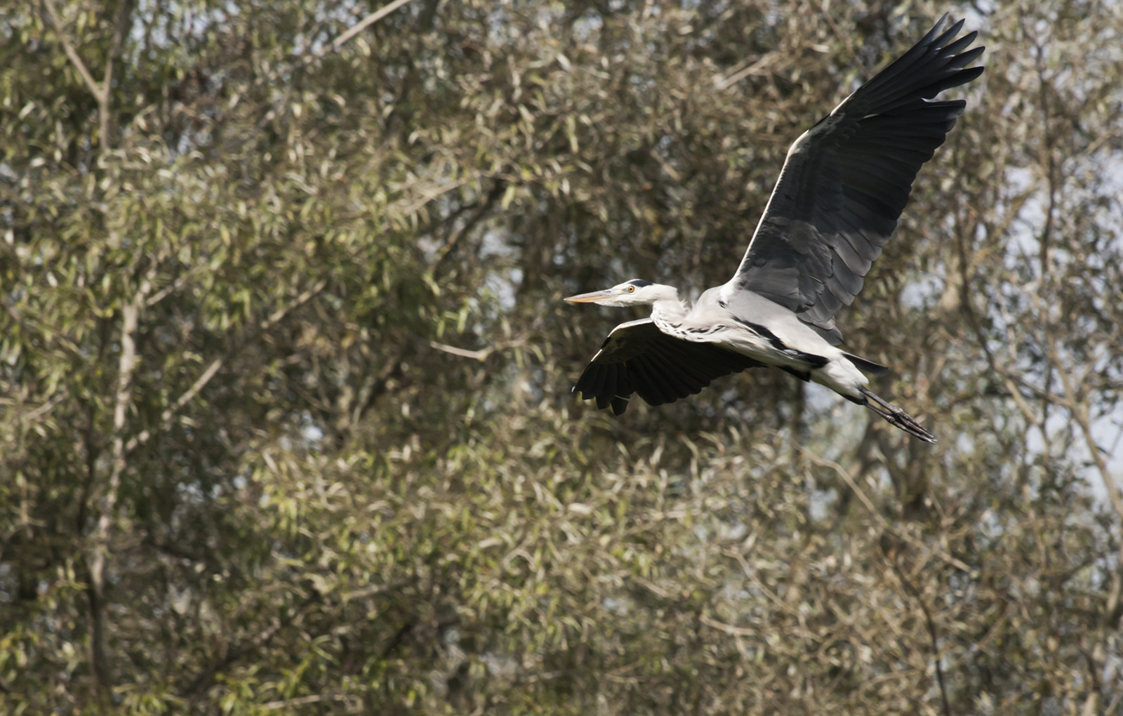 Canon EF 100-400mm F4.5-5.6L IS USM sample photo. Airone in volo 2 photography