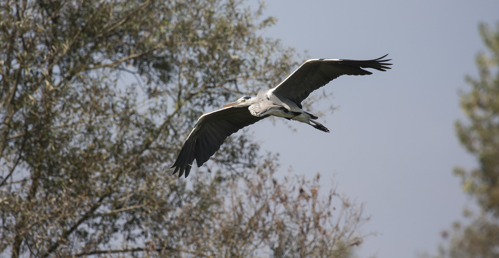 Canon EF 100-400mm F4.5-5.6L IS USM sample photo. Airone in volo 3 photography