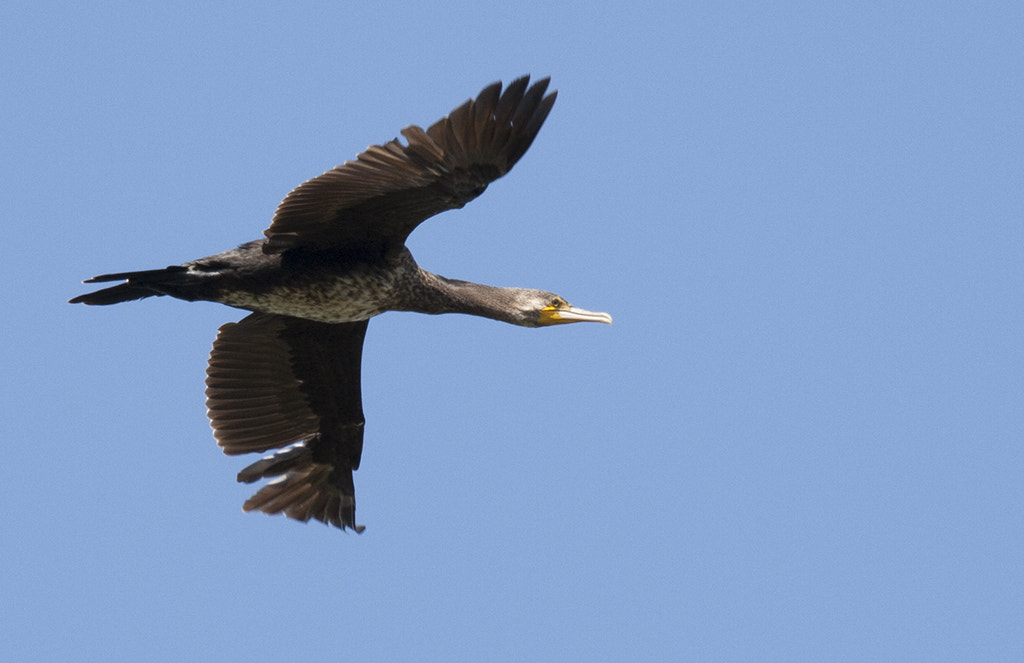 Canon EF 100-400mm F4.5-5.6L IS USM sample photo. Cormorano photography