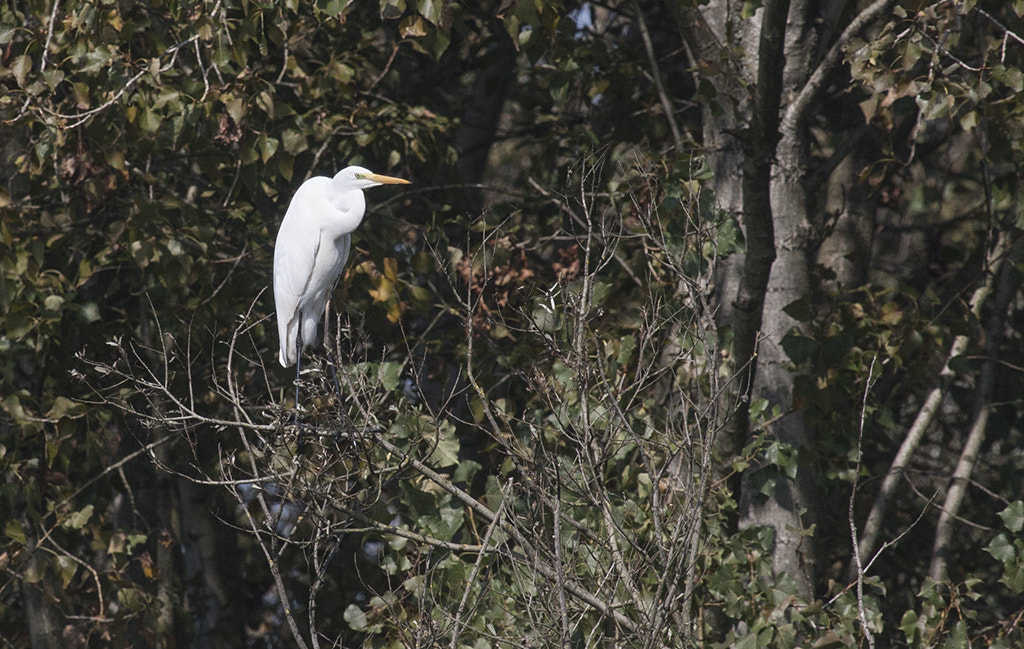 Canon EF 100-400mm F4.5-5.6L IS USM sample photo. Attesa photography