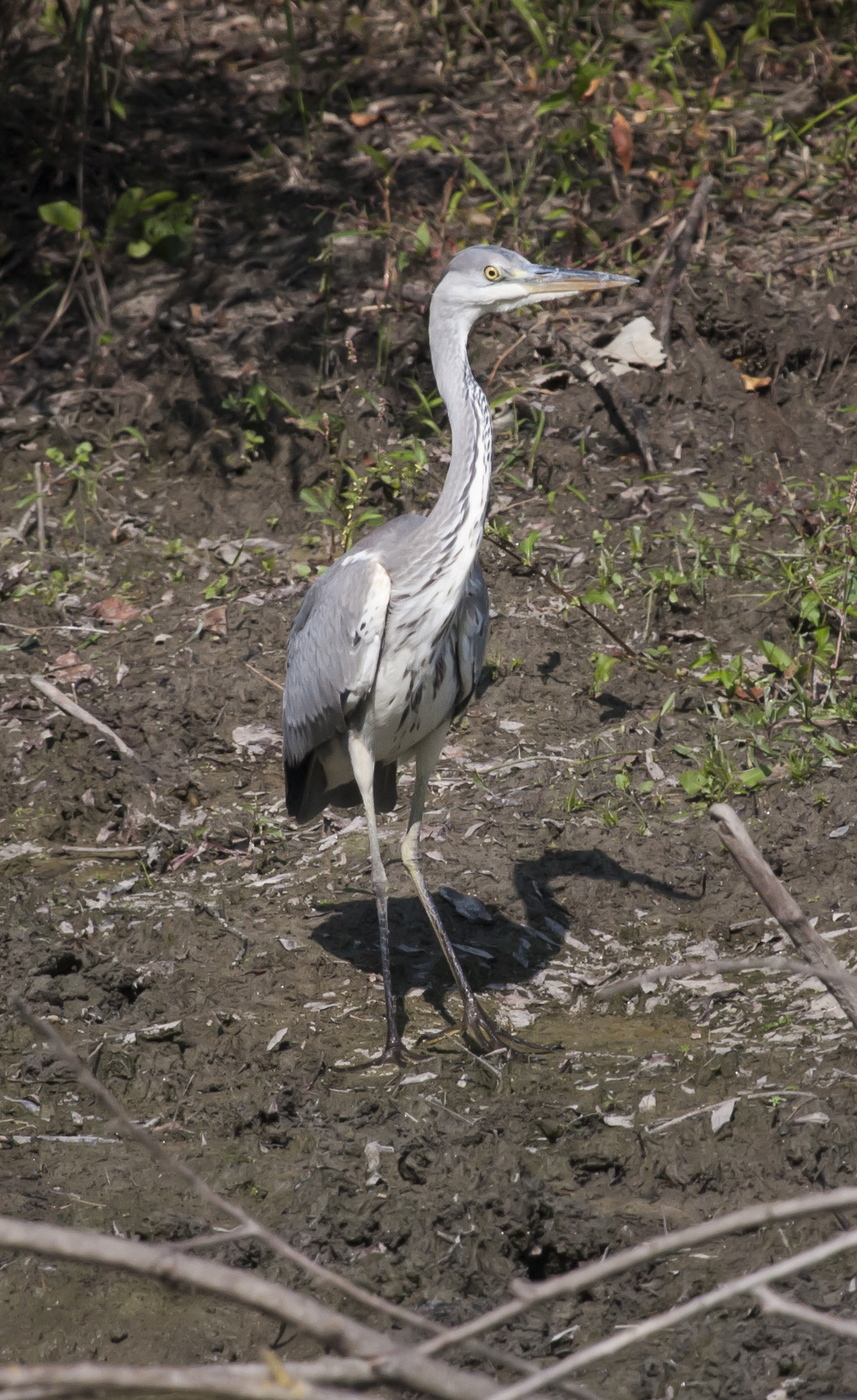 Canon EF 100-400mm F4.5-5.6L IS USM sample photo. Img photography