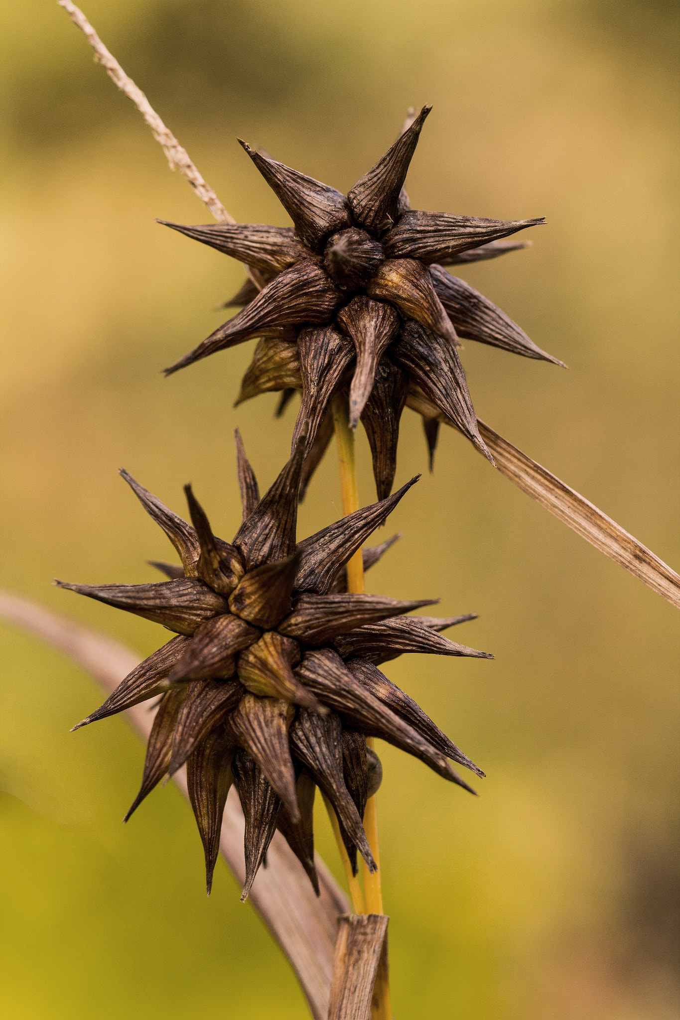 Canon EF 100mm F2.8L Macro IS USM sample photo. Seed heads photography