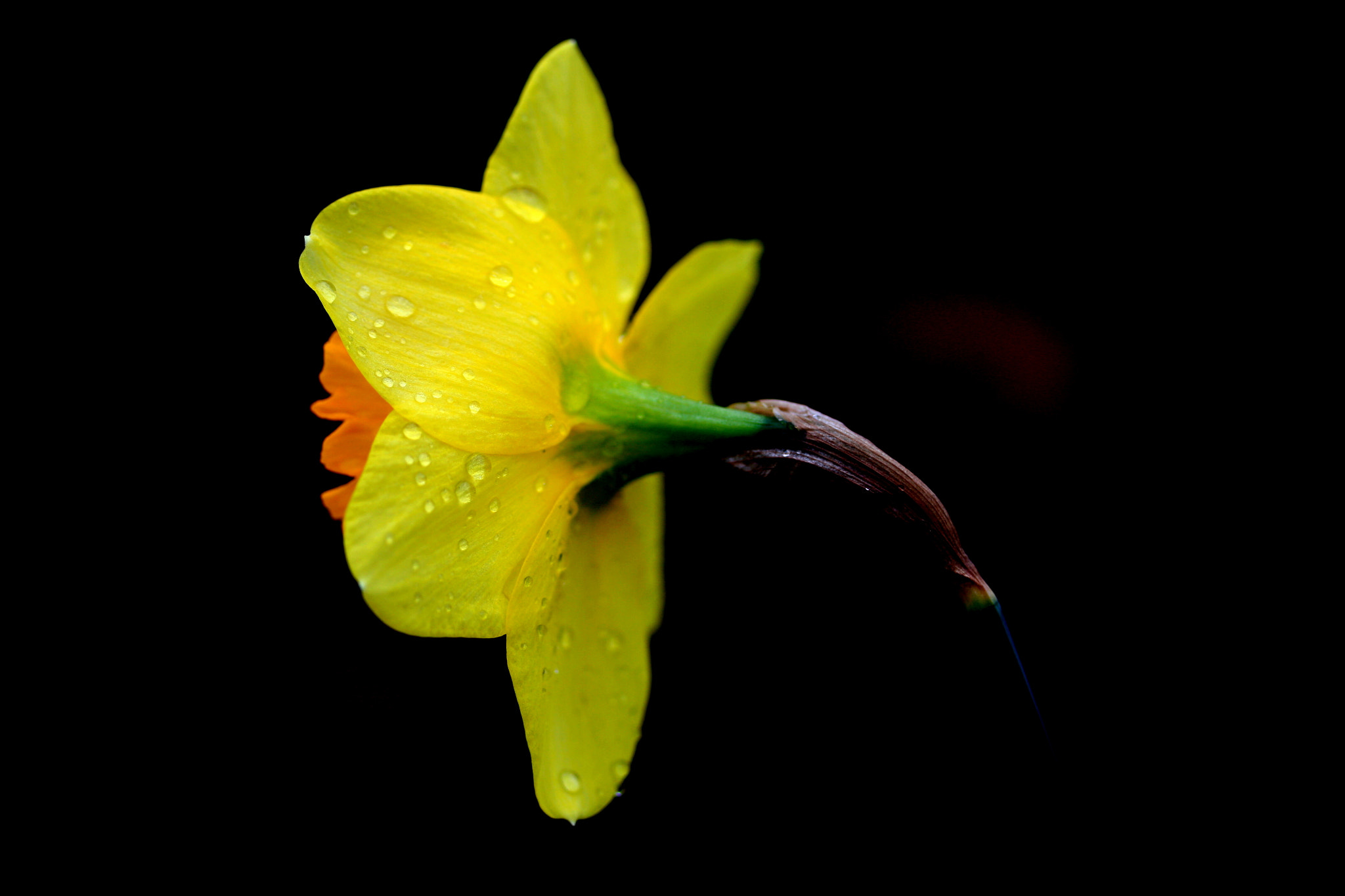 Canon EF-S 60mm F2.8 Macro USM sample photo. Star photography
