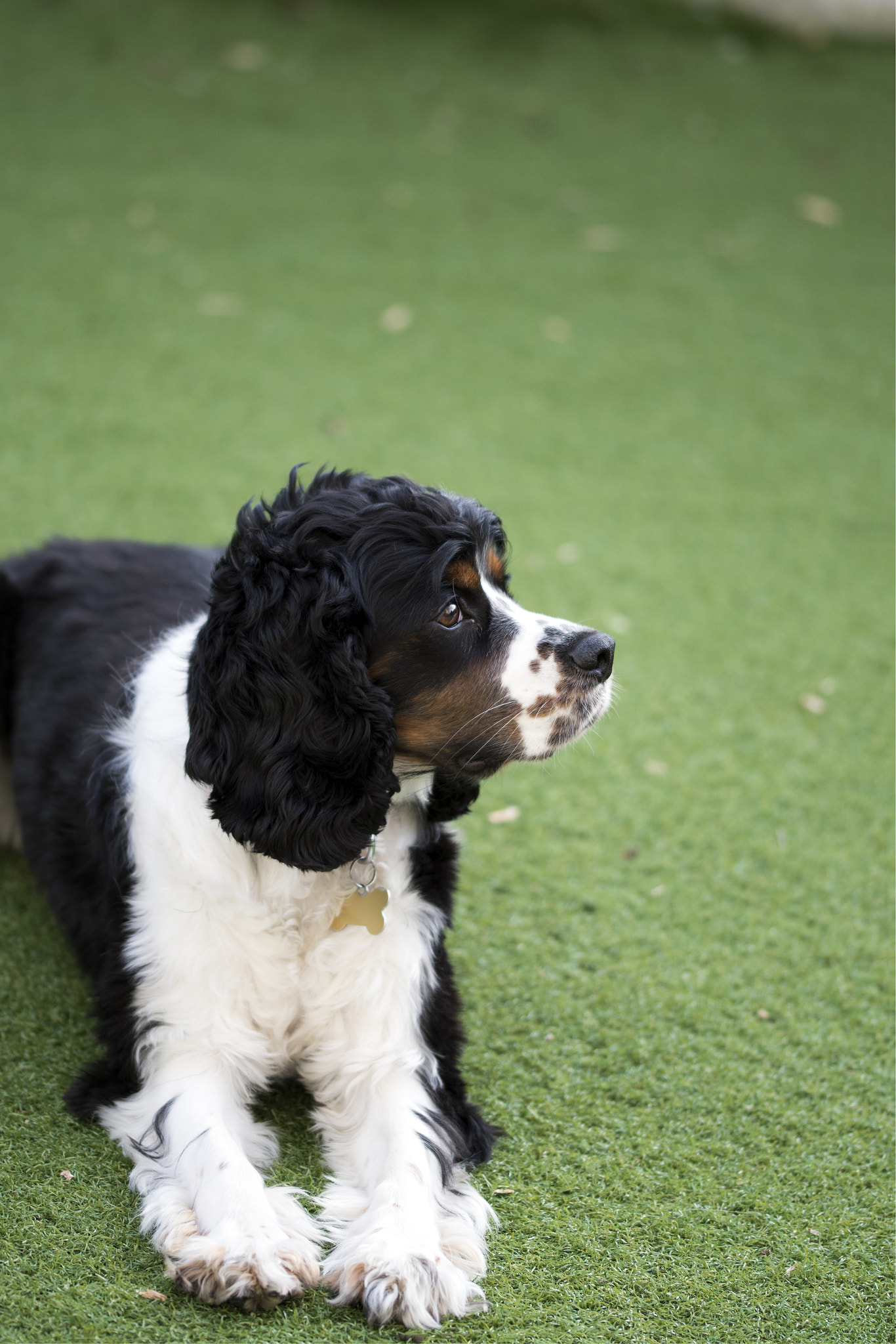 Sigma 105mm F2.8 EX DG OS HSM sample photo. Rosie photography