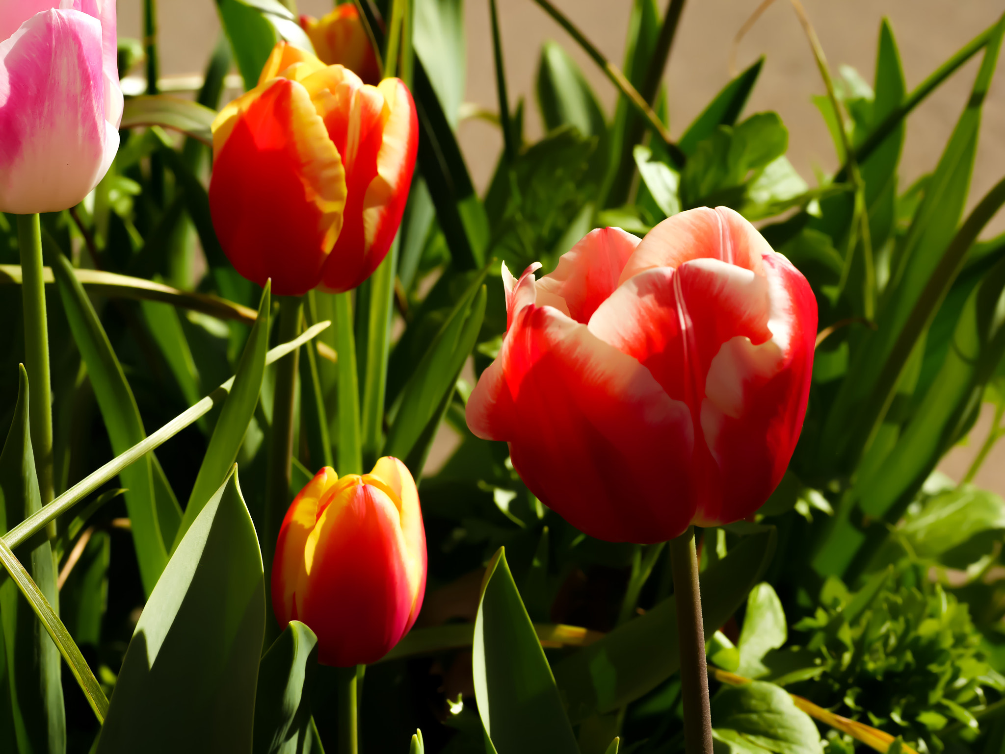 Panasonic DMC-GM1S + Olympus M.Zuiko Digital ED 60mm F2.8 Macro sample photo. White lipped tangerine tulips - floriade 2016 - location: commonwealth park, act, australia photography