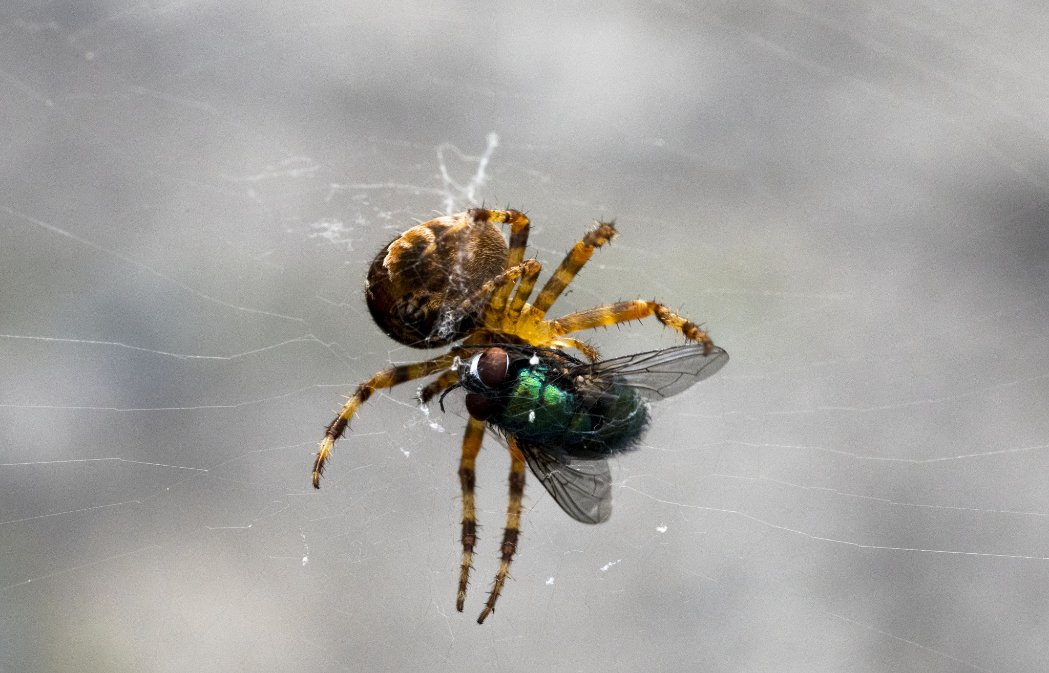 Sigma 105mm F2.8 EX DG OS HSM sample photo. Garden spider photography