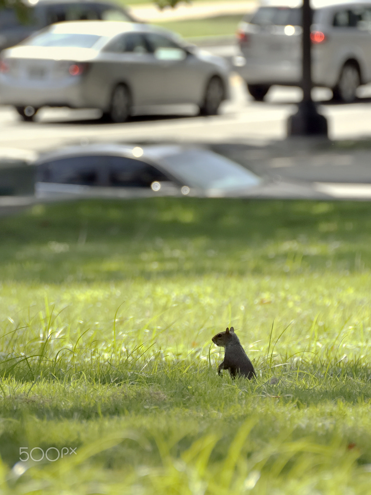 Nikon D5000 sample photo. Inhabitants of washington photography
