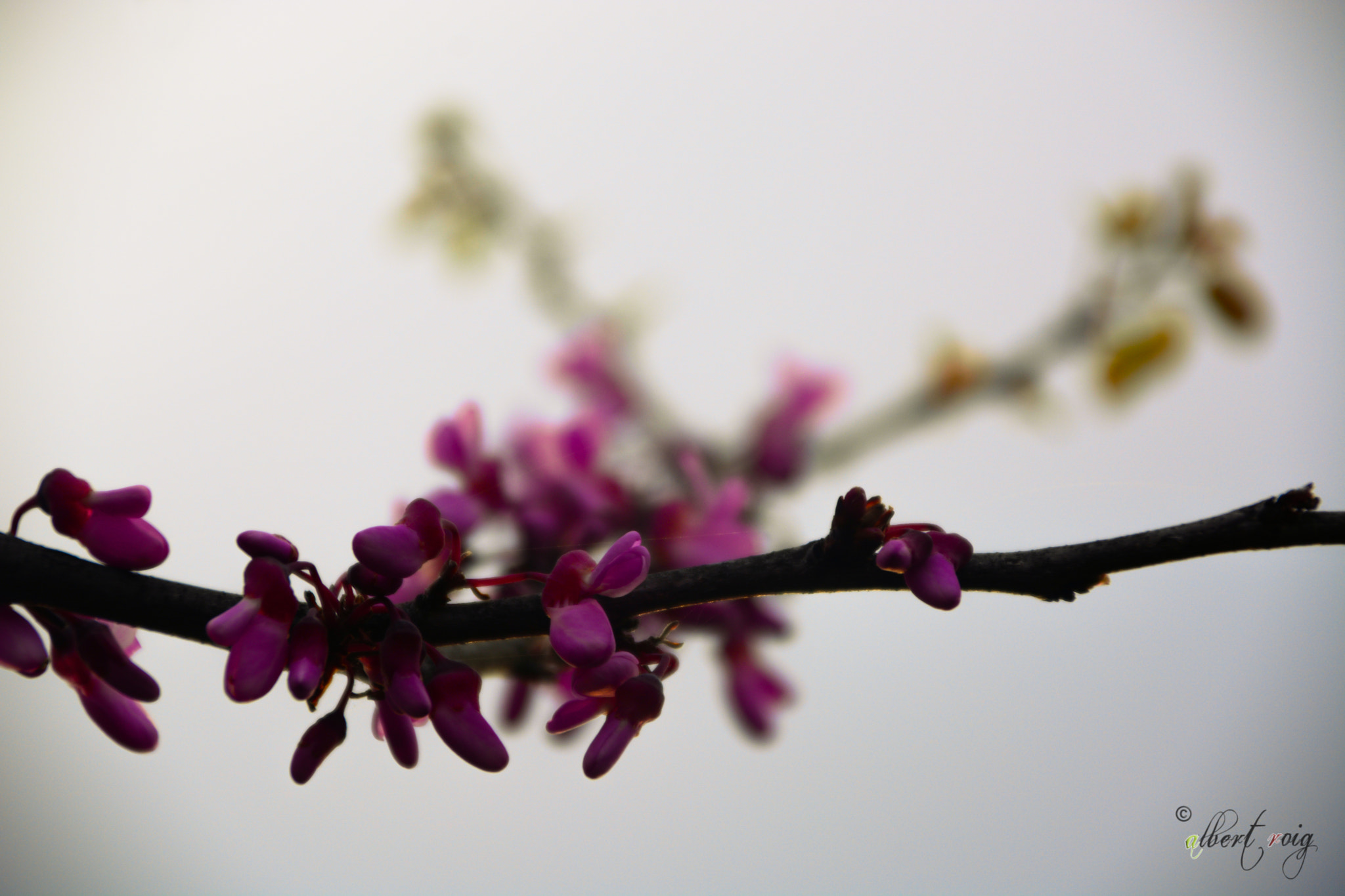 Sigma 28-300mm F3.5-6.3 DG Macro sample photo. Branquilló photography