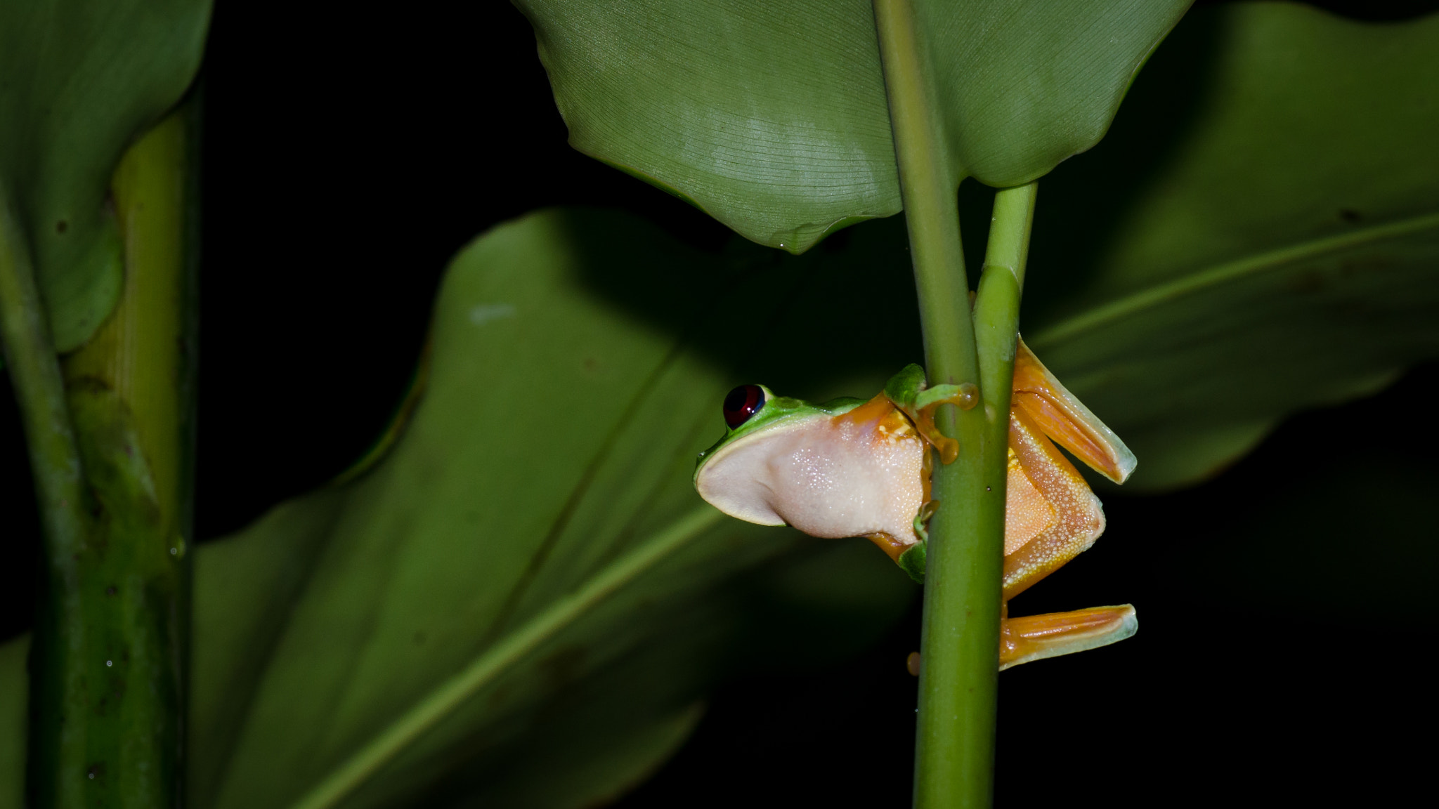 Nikon AF-S Nikkor 70-200mm F4G ED VR sample photo. Red-eyed tree frog photography